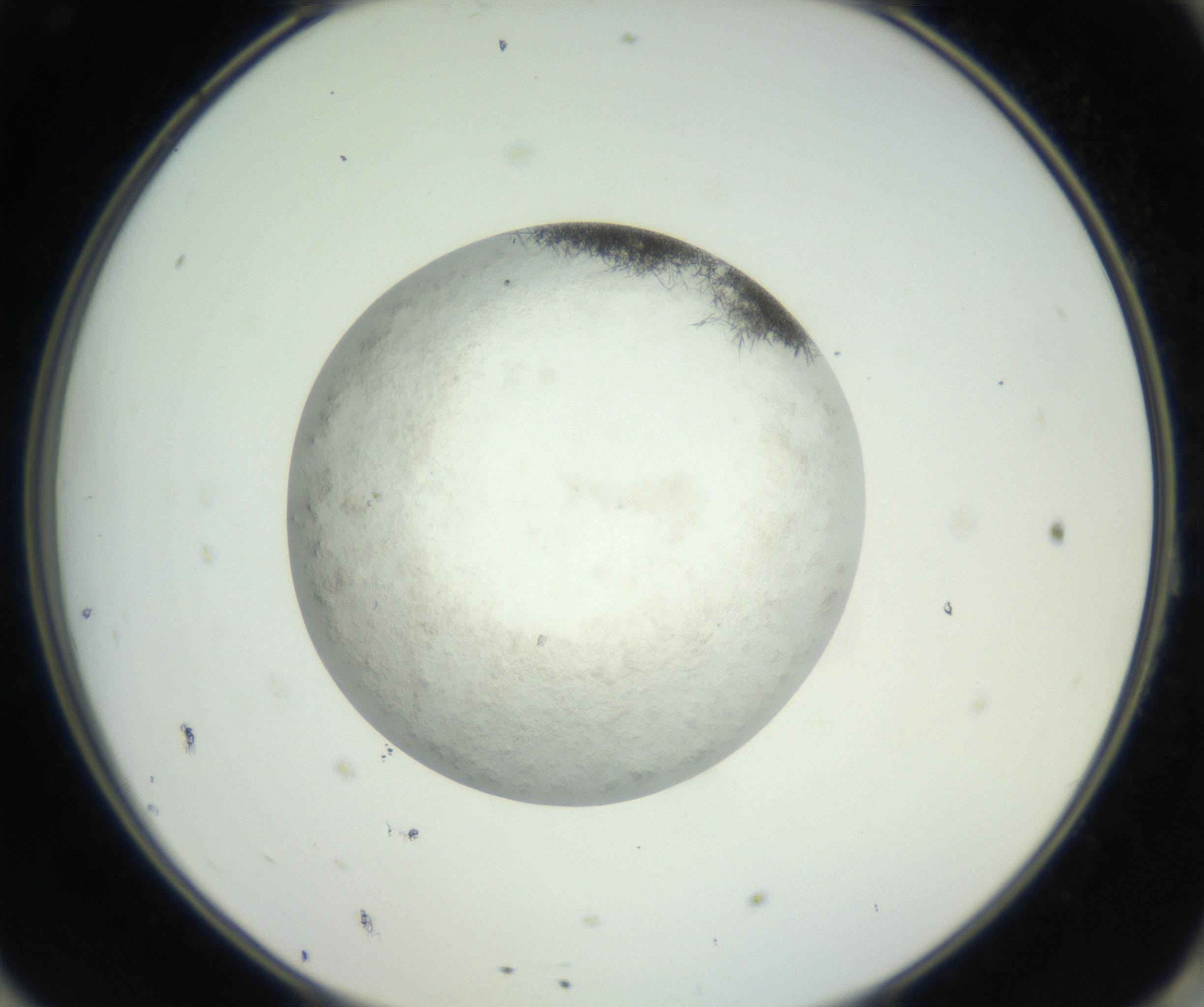 RI01_03_000_0212_Proj1_Clon1_MC_0000MC102632_004_160814_11_08_02_00_99_002_001_RAI.jpg