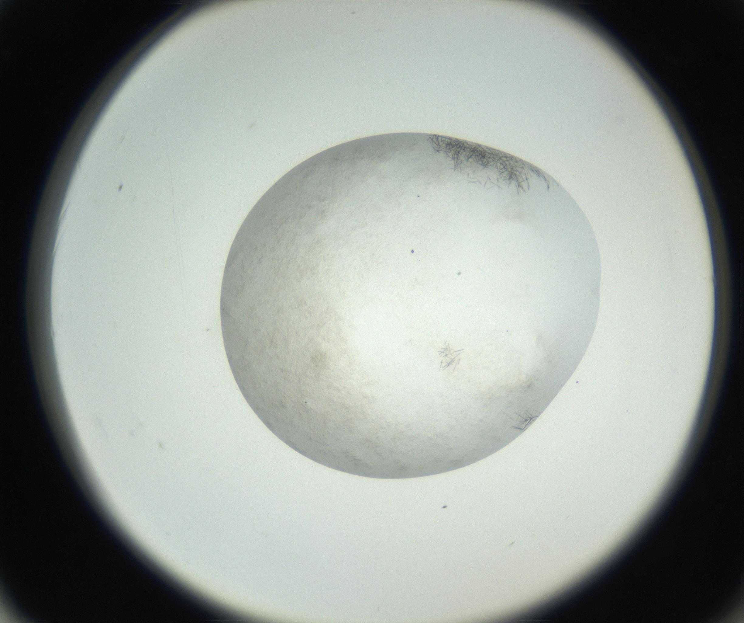 RI01_03_000_0212_Proj1_Clon1_MC_0000MC102632_005_160816_02_06_02_00_99_002_001_RAI.jpg