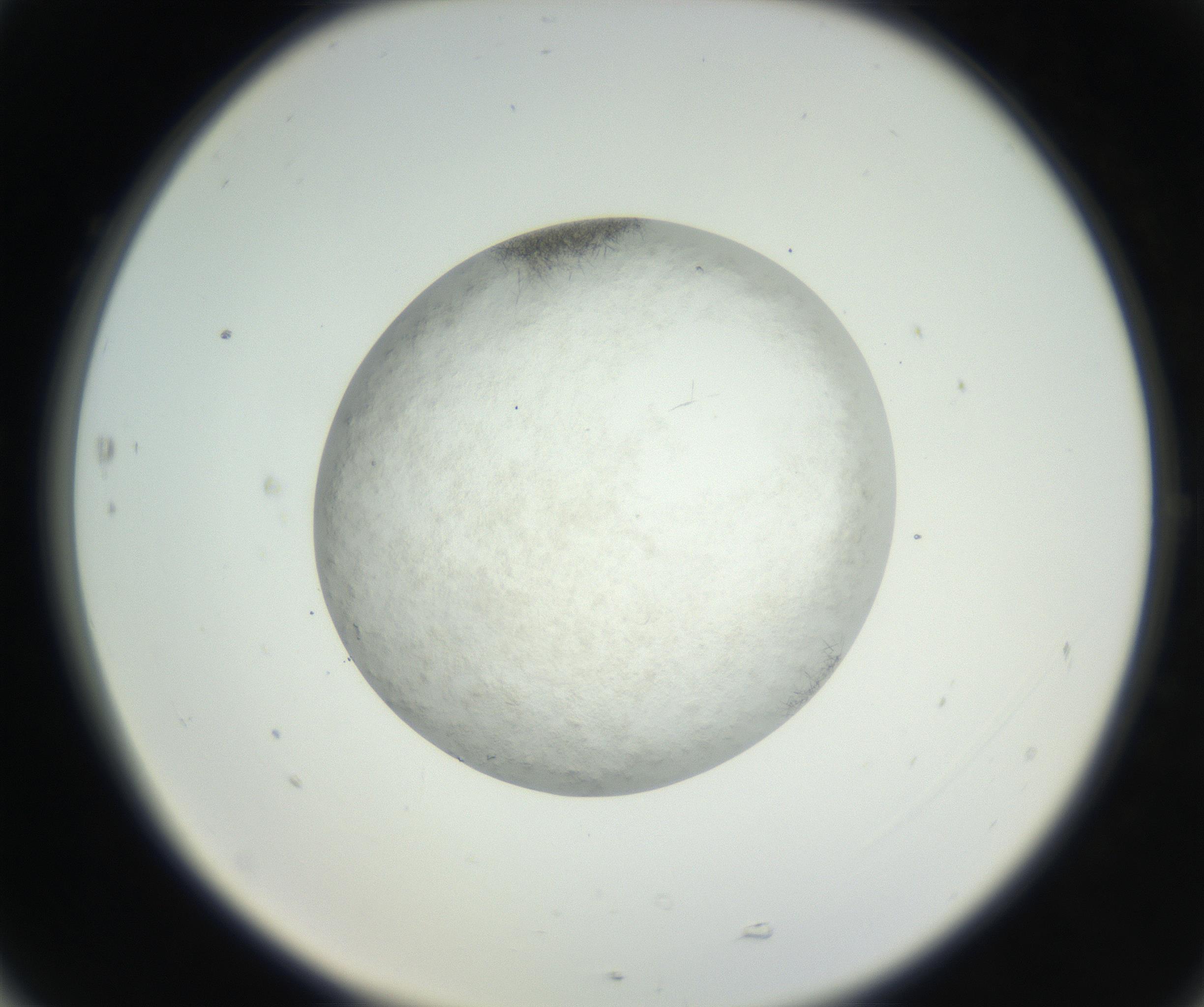 RI01_03_000_0212_Proj1_Clon1_MC_0000MC102632_005_160816_05_07_02_00_99_002_001_RAI.jpg