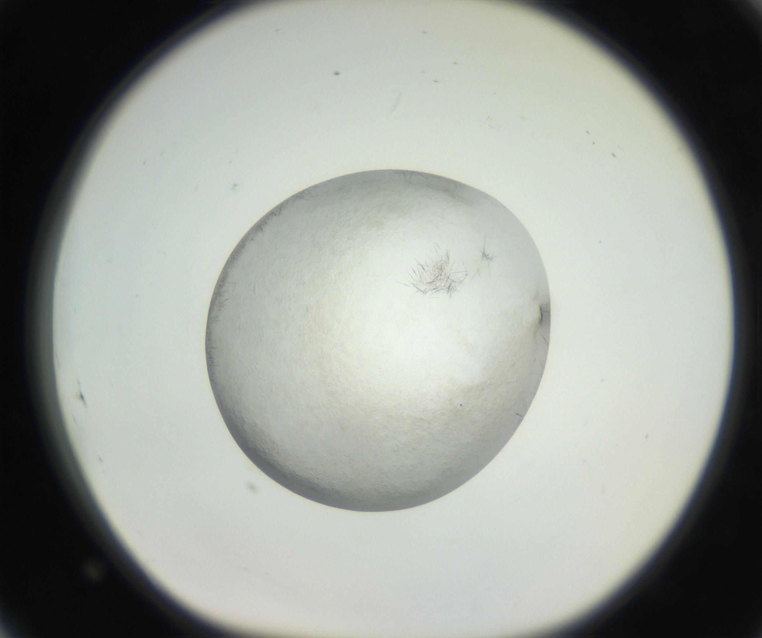 RI01_03_000_0212_Proj1_Clon1_MC_0000MC102632_005_160816_05_08_01_00_99_002_001_RAI.jpg