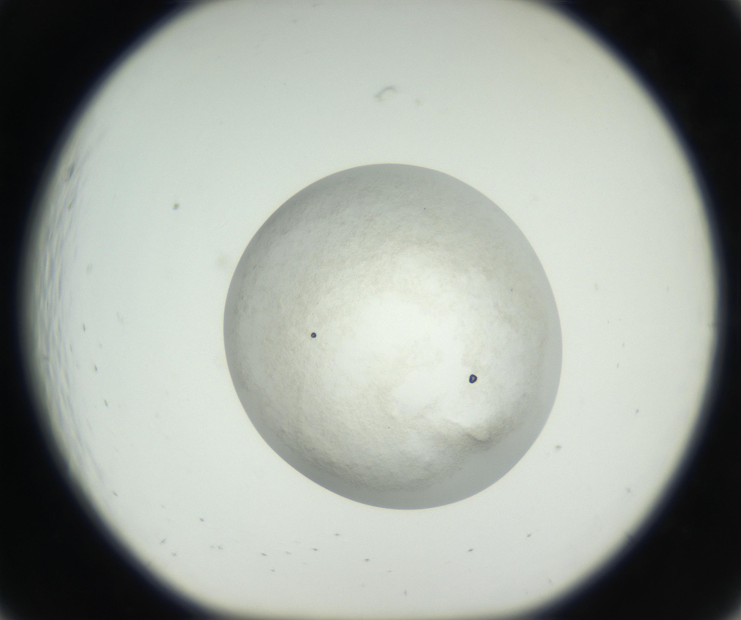 RI01_03_000_0212_Proj1_Clon1_MC_0000MC102632_005_160816_07_02_01_00_99_002_001_RAI.jpg