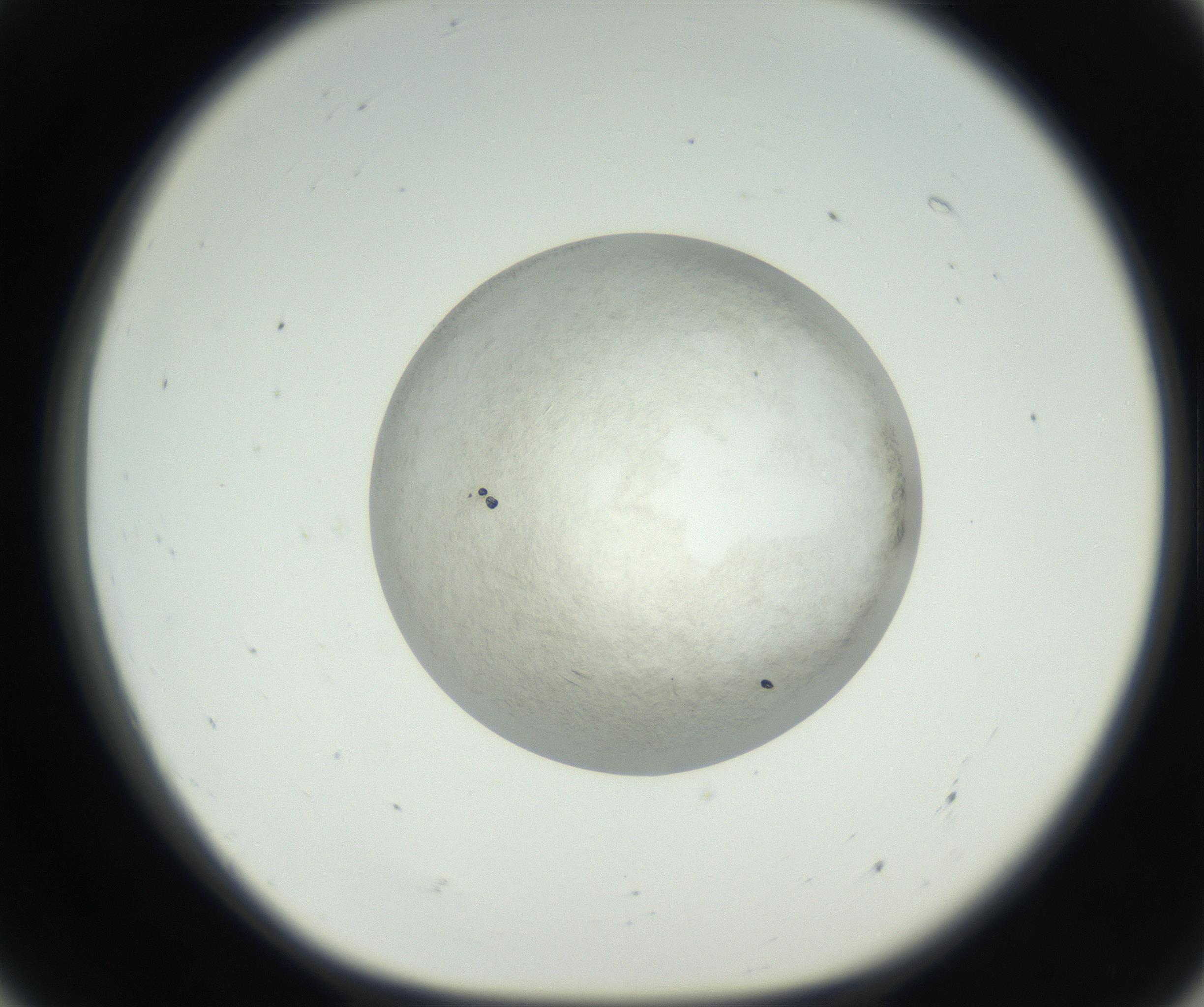 RI01_03_000_0212_Proj1_Clon1_MC_0000MC102632_005_160816_07_05_01_00_99_002_001_RAI.jpg