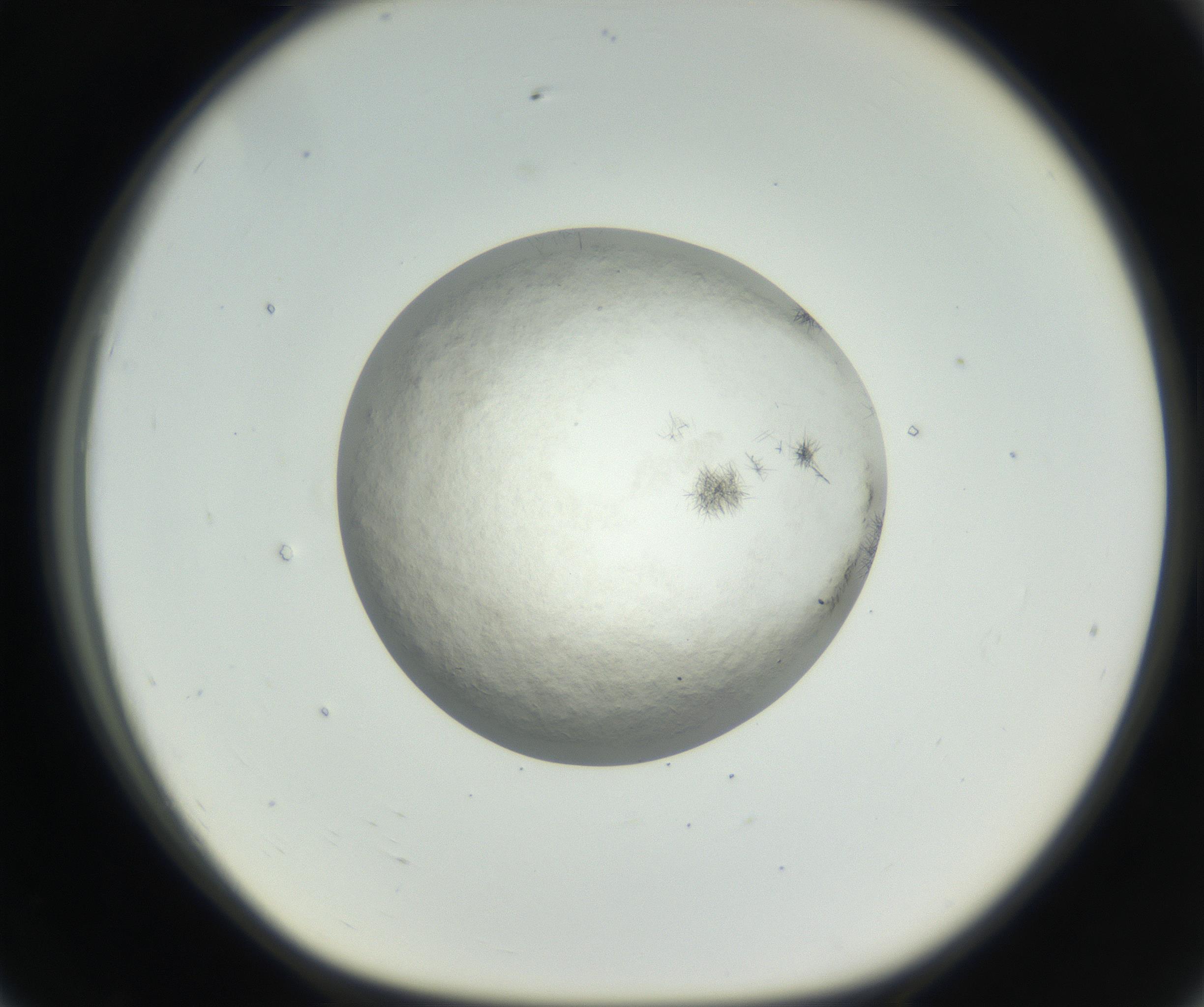 RI01_03_000_0212_Proj1_Clon1_MC_0000MC102632_005_160816_07_07_01_00_99_002_001_RAI.jpg