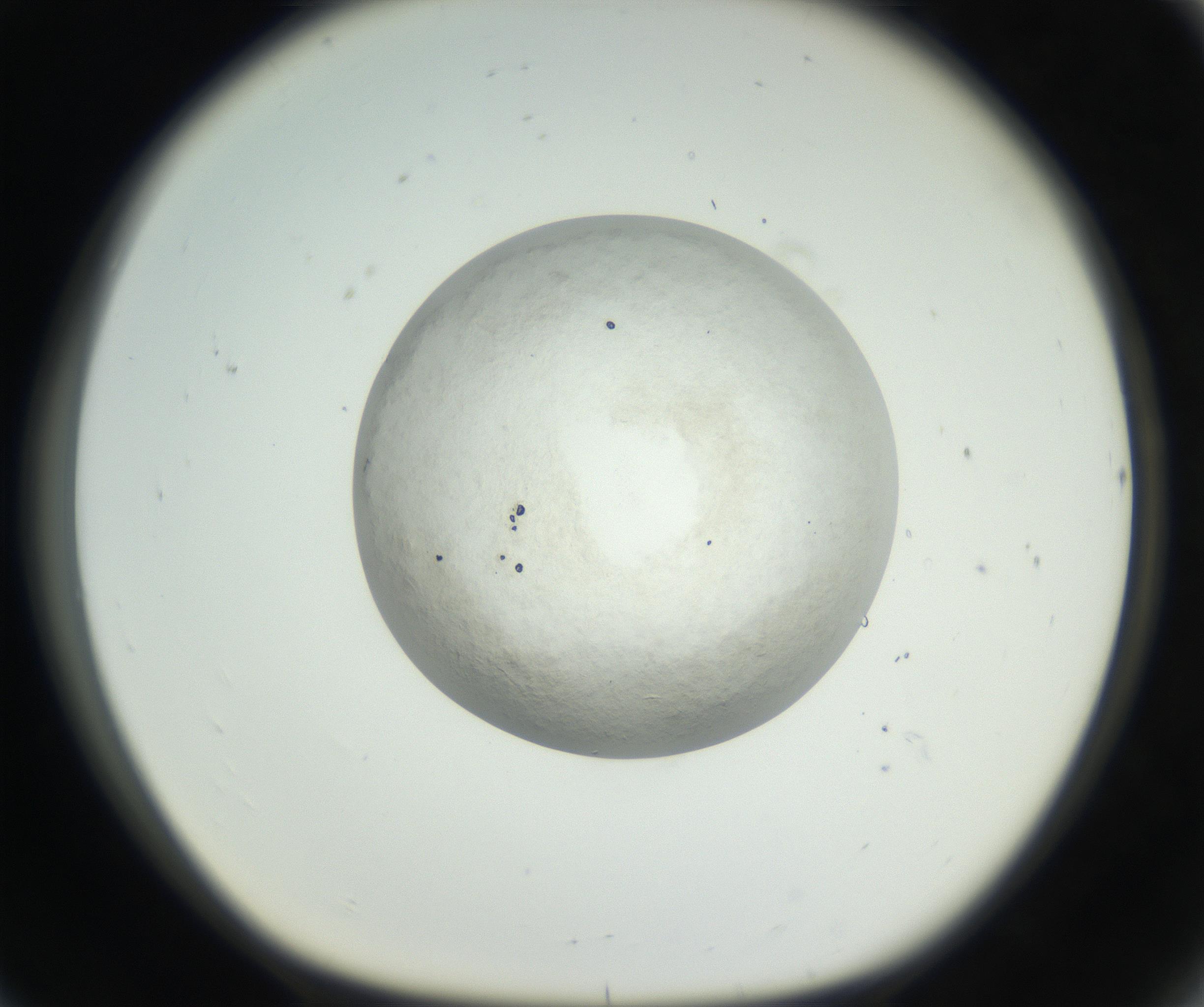 RI01_03_000_0212_Proj1_Clon1_MC_0000MC102632_005_160816_08_07_01_00_99_002_001_RAI.jpg