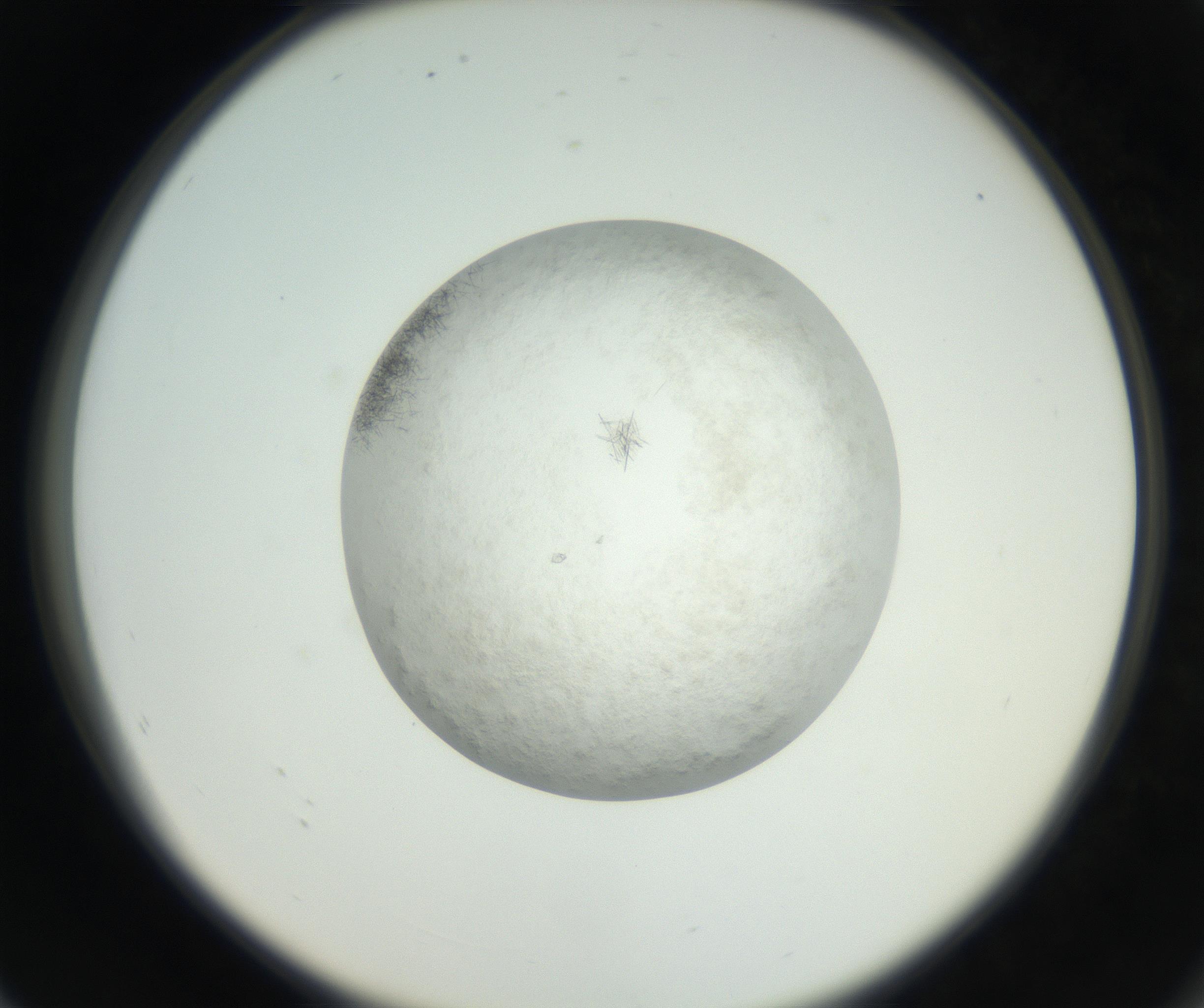 RI01_03_000_0212_Proj1_Clon1_MC_0000MC102632_005_160816_08_07_02_00_99_002_001_RAI.jpg