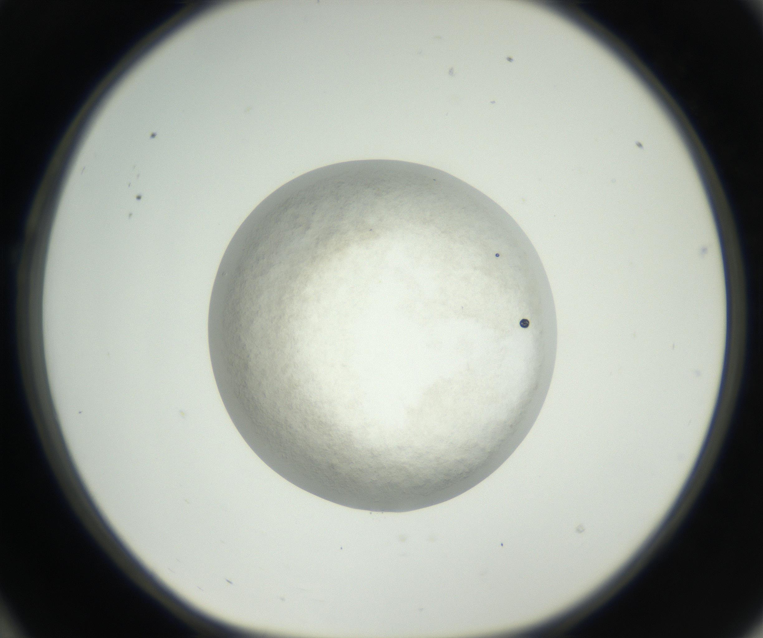RI01_03_000_0212_Proj1_Clon1_MC_0000MC102632_005_160816_10_02_01_00_99_002_001_RAI.jpg