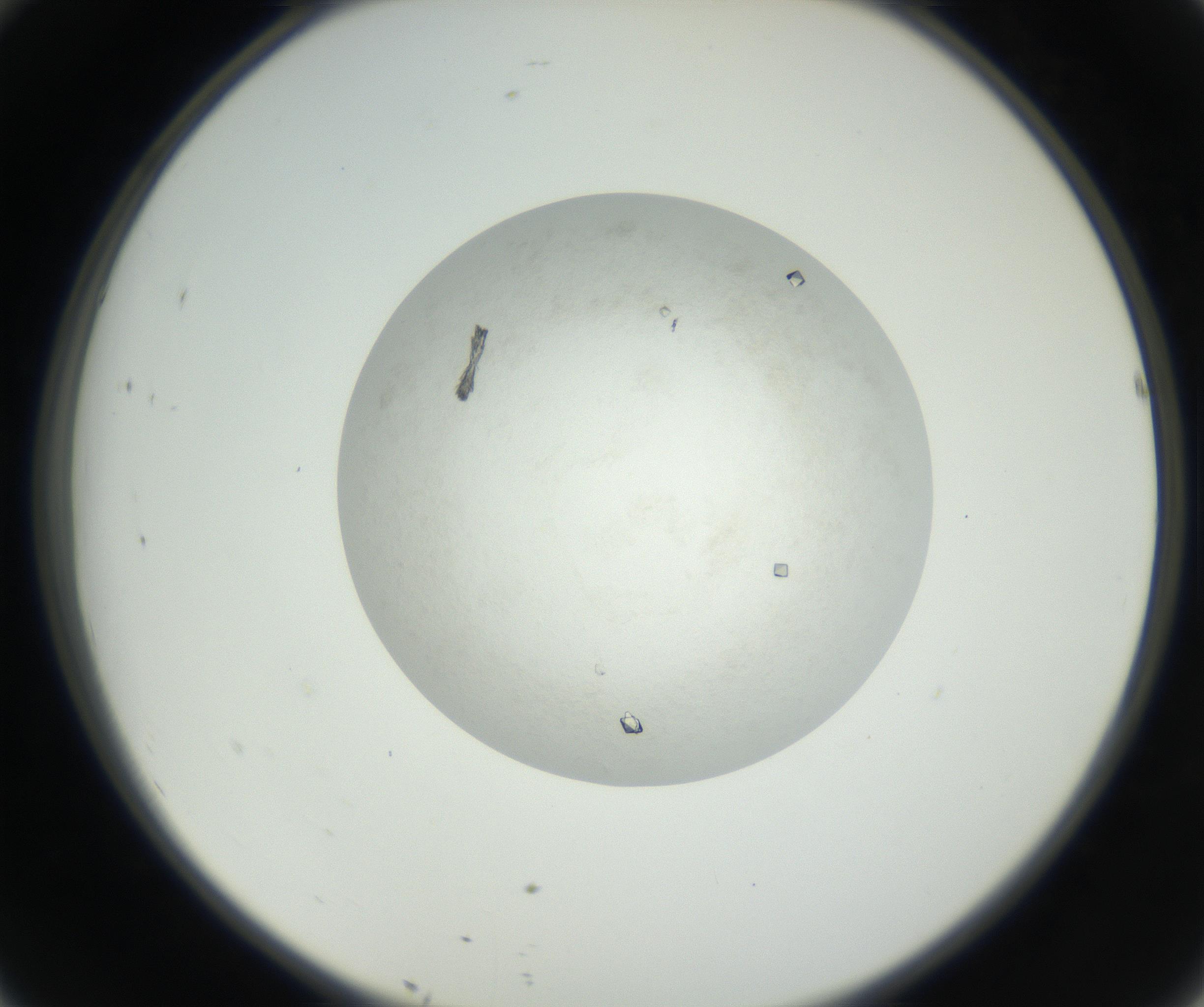 RI01_03_000_0212_Proj1_Clon1_MC_0000MC102632_005_160816_10_04_02_00_99_002_001_RAI.jpg