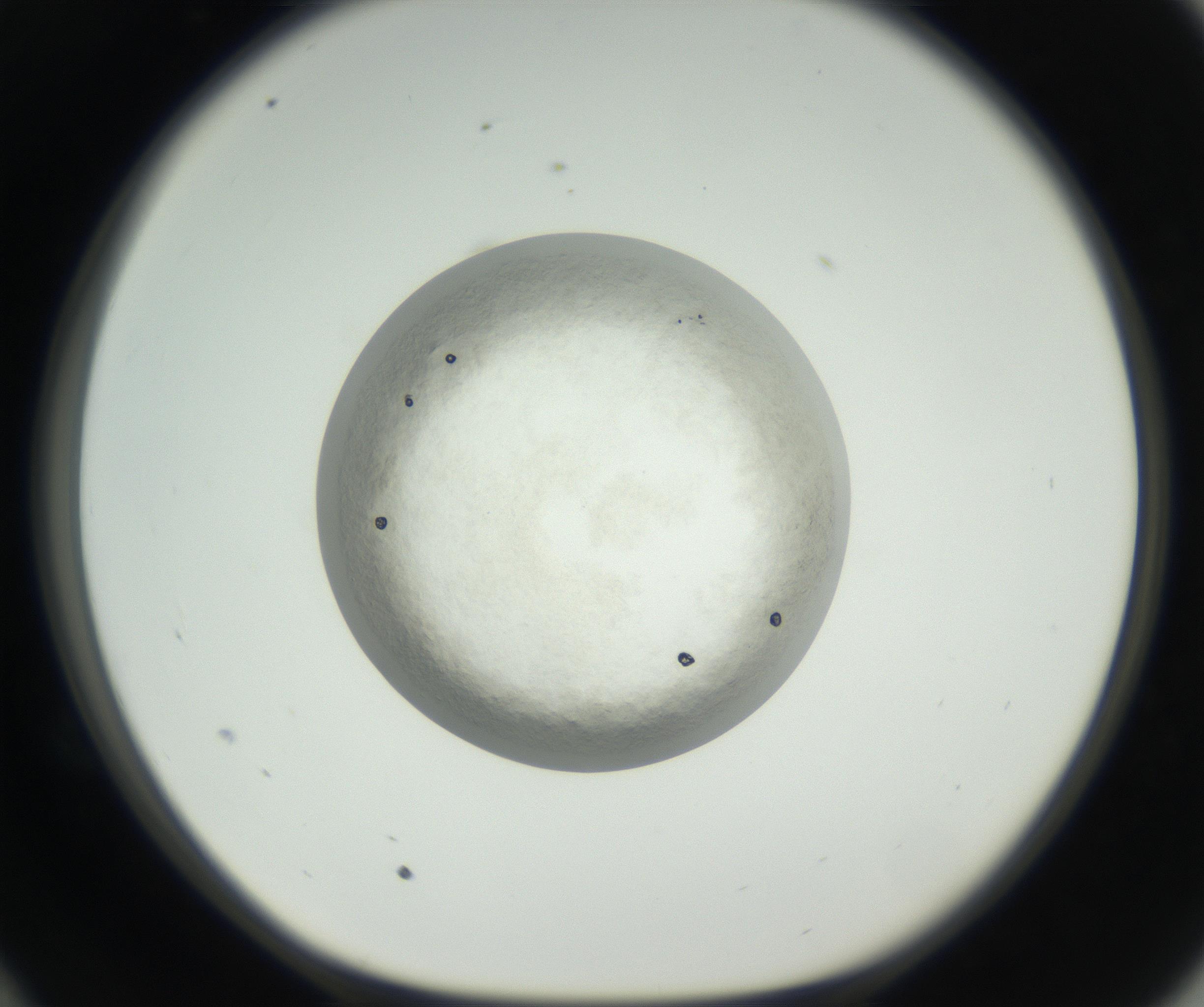 RI01_03_000_0212_Proj1_Clon1_MC_0000MC102632_005_160816_10_05_01_00_99_002_001_RAI.jpg