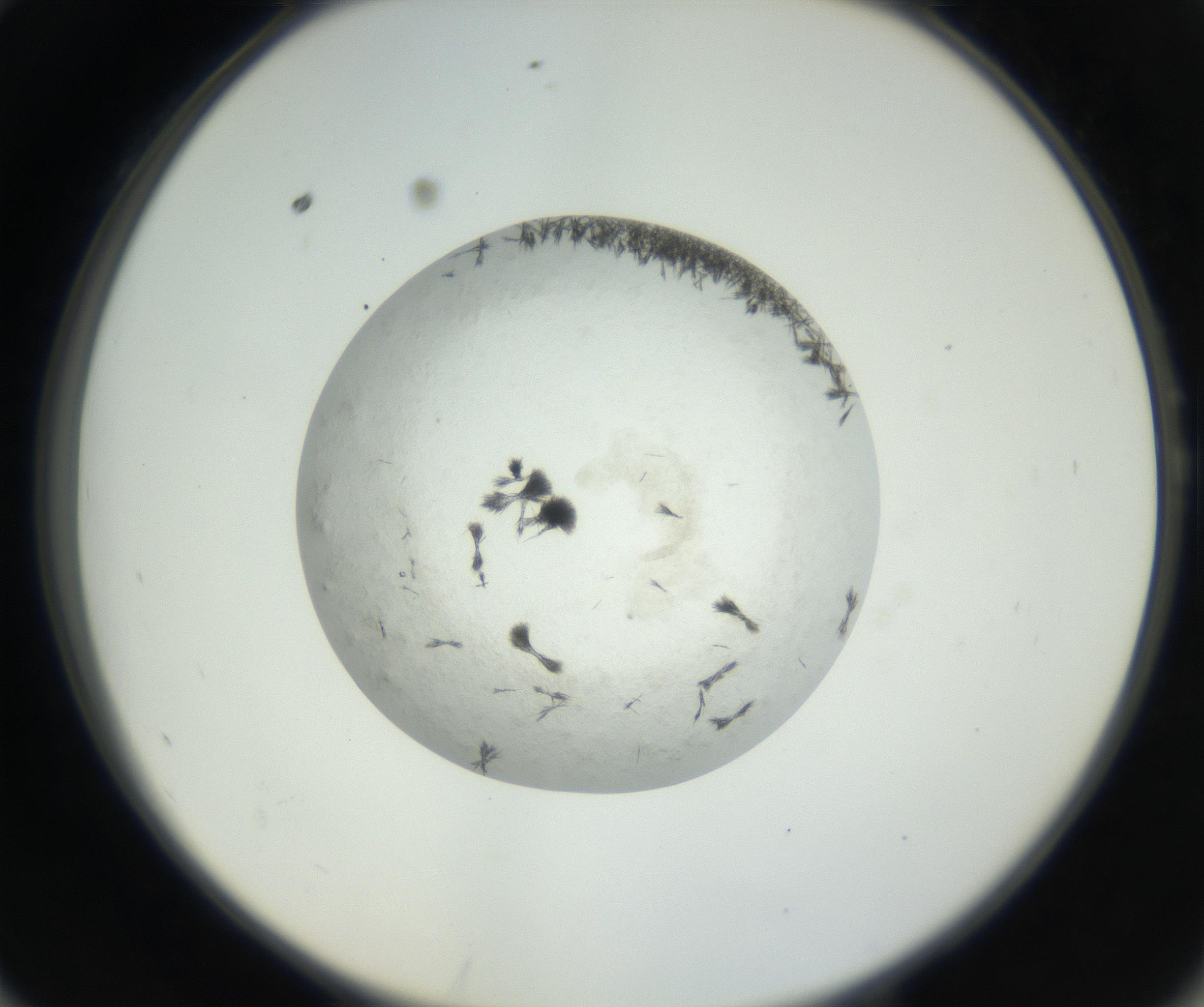 RI01_03_000_0212_Proj1_Clon1_MC_0000MC102632_005_160816_10_05_02_00_99_002_001_RAI.jpg