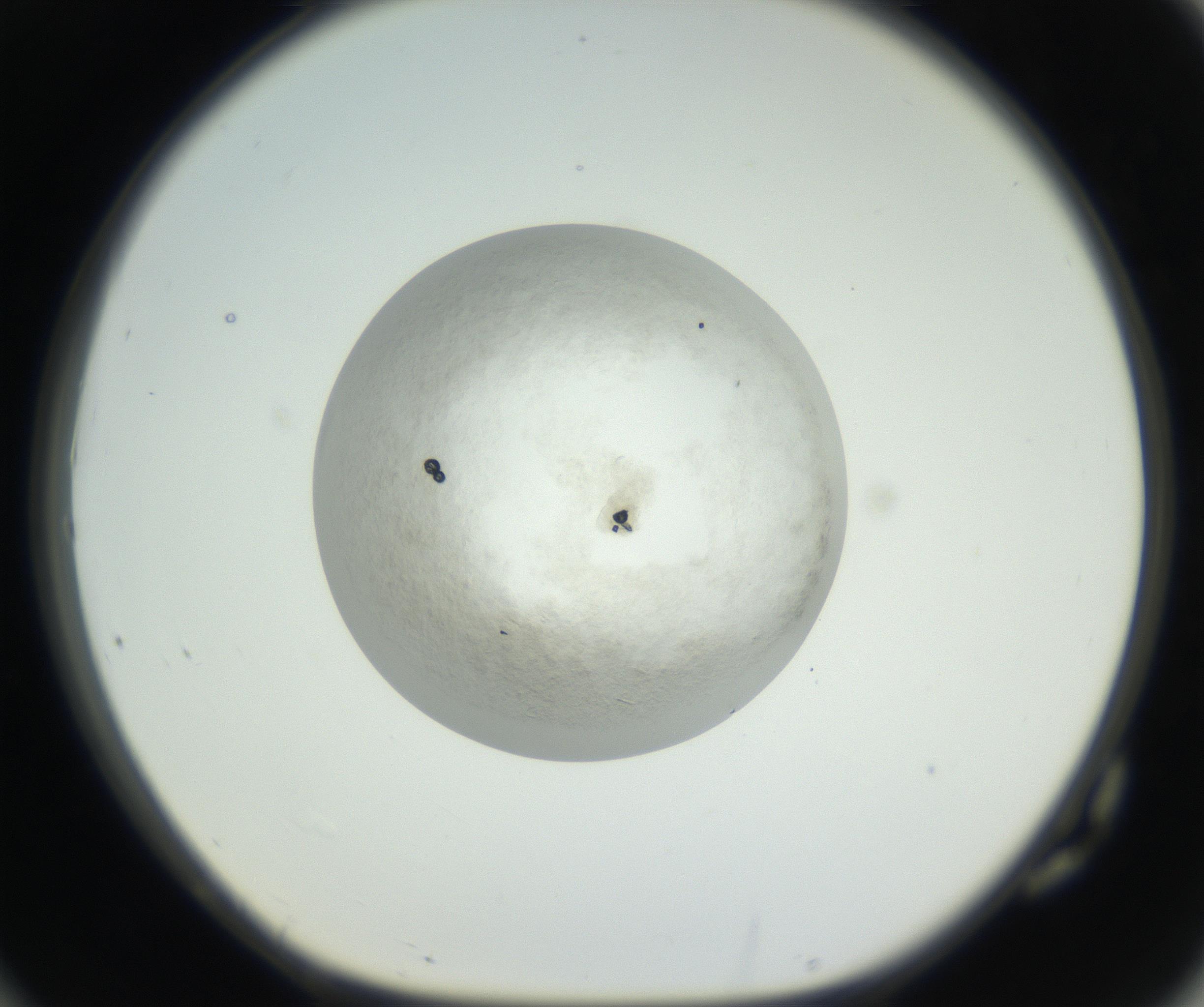 RI01_03_000_0212_Proj1_Clon1_MC_0000MC102632_005_160816_10_07_01_00_99_002_001_RAI.jpg