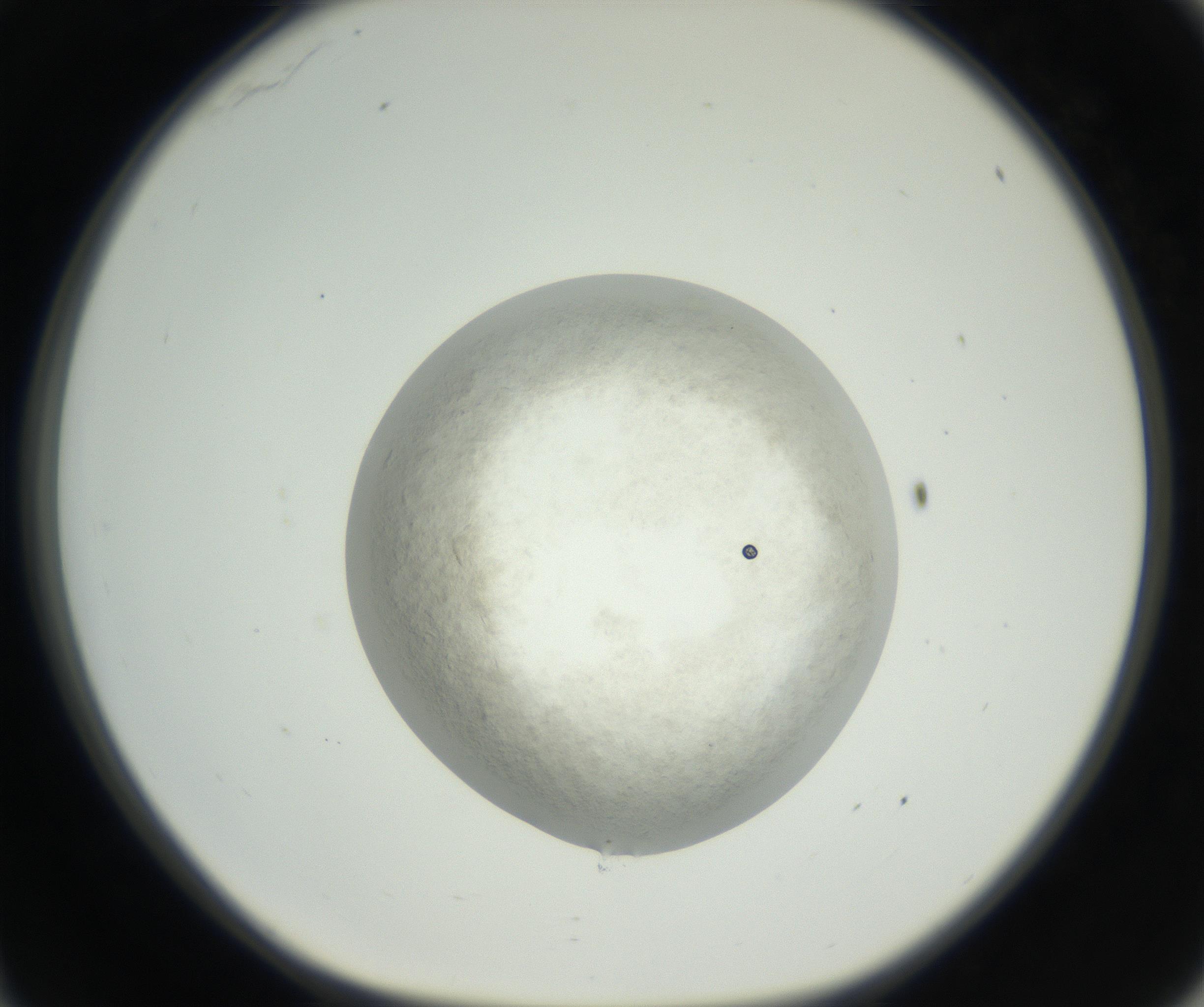 RI01_03_000_0212_Proj1_Clon1_MC_0000MC102632_005_160816_11_03_01_00_99_002_001_RAI.jpg
