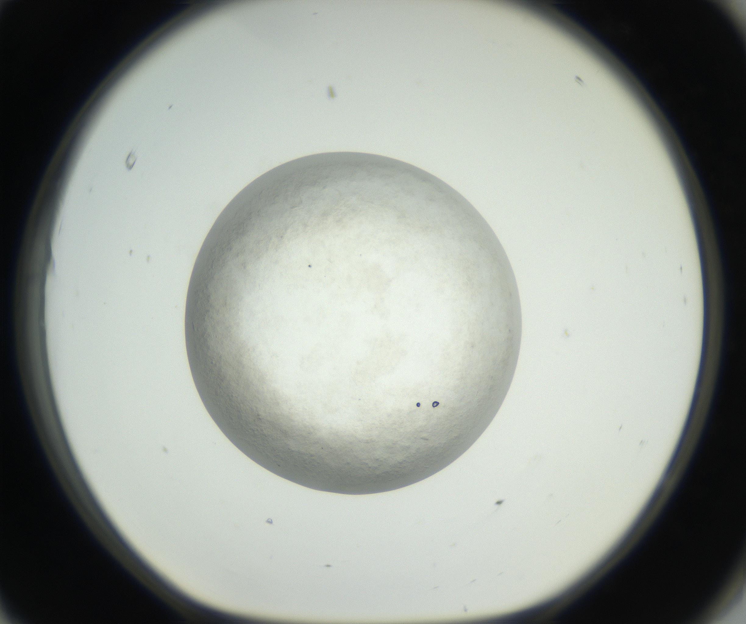 RI01_03_000_0212_Proj1_Clon1_MC_0000MC102632_005_160816_11_08_01_00_99_002_001_RAI.jpg
