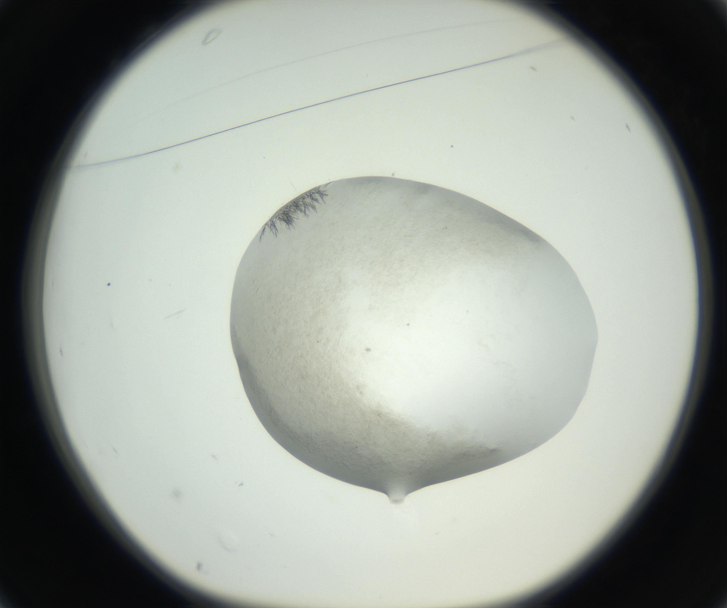 RI01_03_000_0212_Proj1_Clon1_MC_0000MC102632_008_160831_01_03_01_00_99_002_001_RAI.jpg