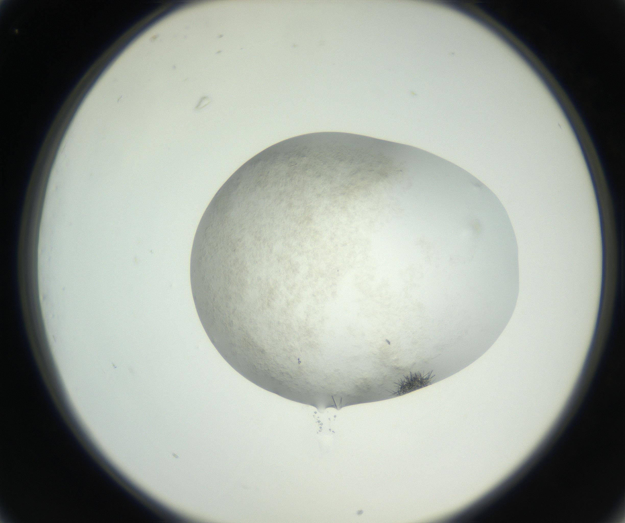 RI01_03_000_0212_Proj1_Clon1_MC_0000MC102632_008_160831_01_03_02_00_99_002_001_RAI.jpg