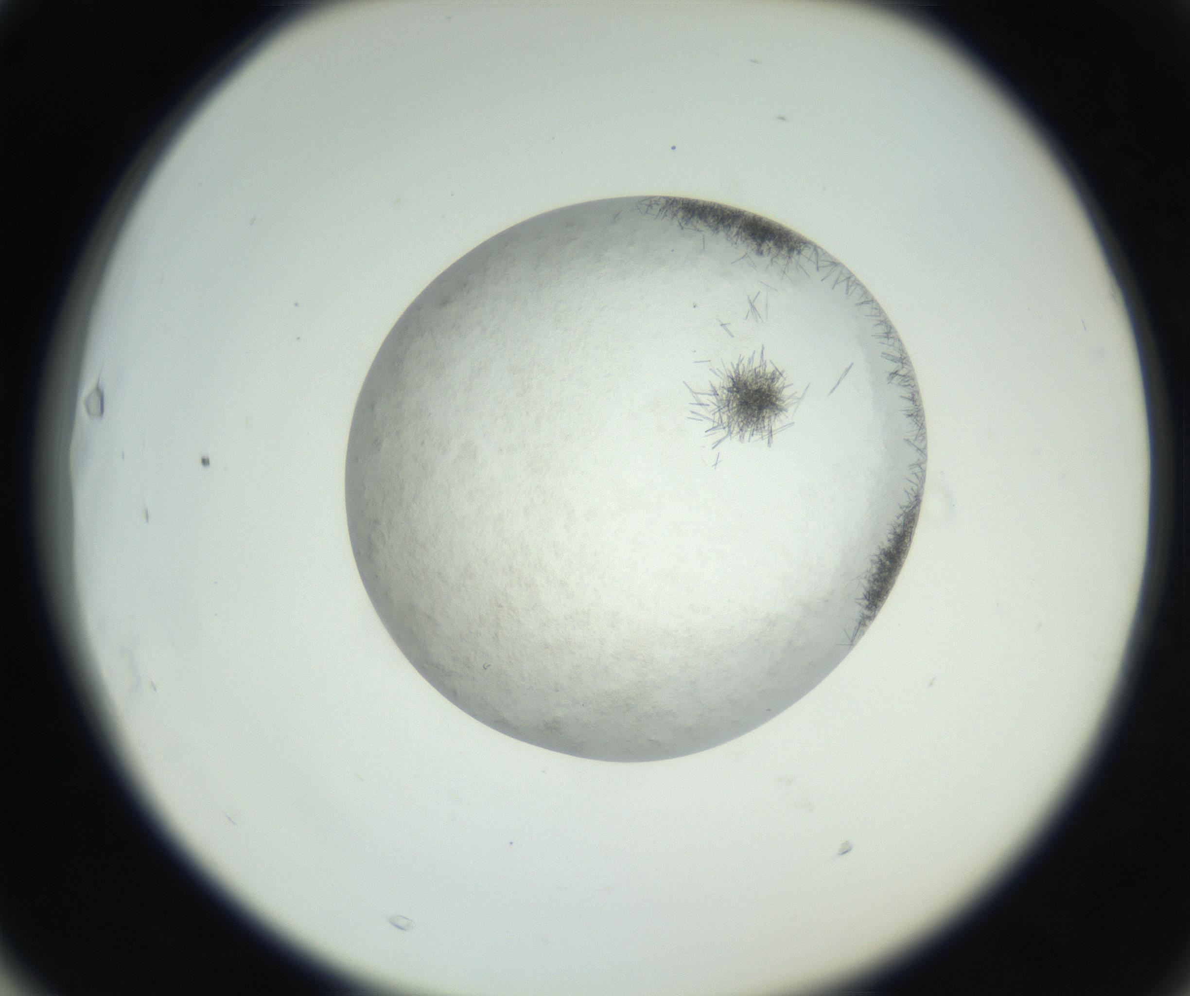 RI01_03_000_0212_Proj1_Clon1_MC_0000MC102632_008_160831_03_06_02_00_99_002_001_RAI.jpg
