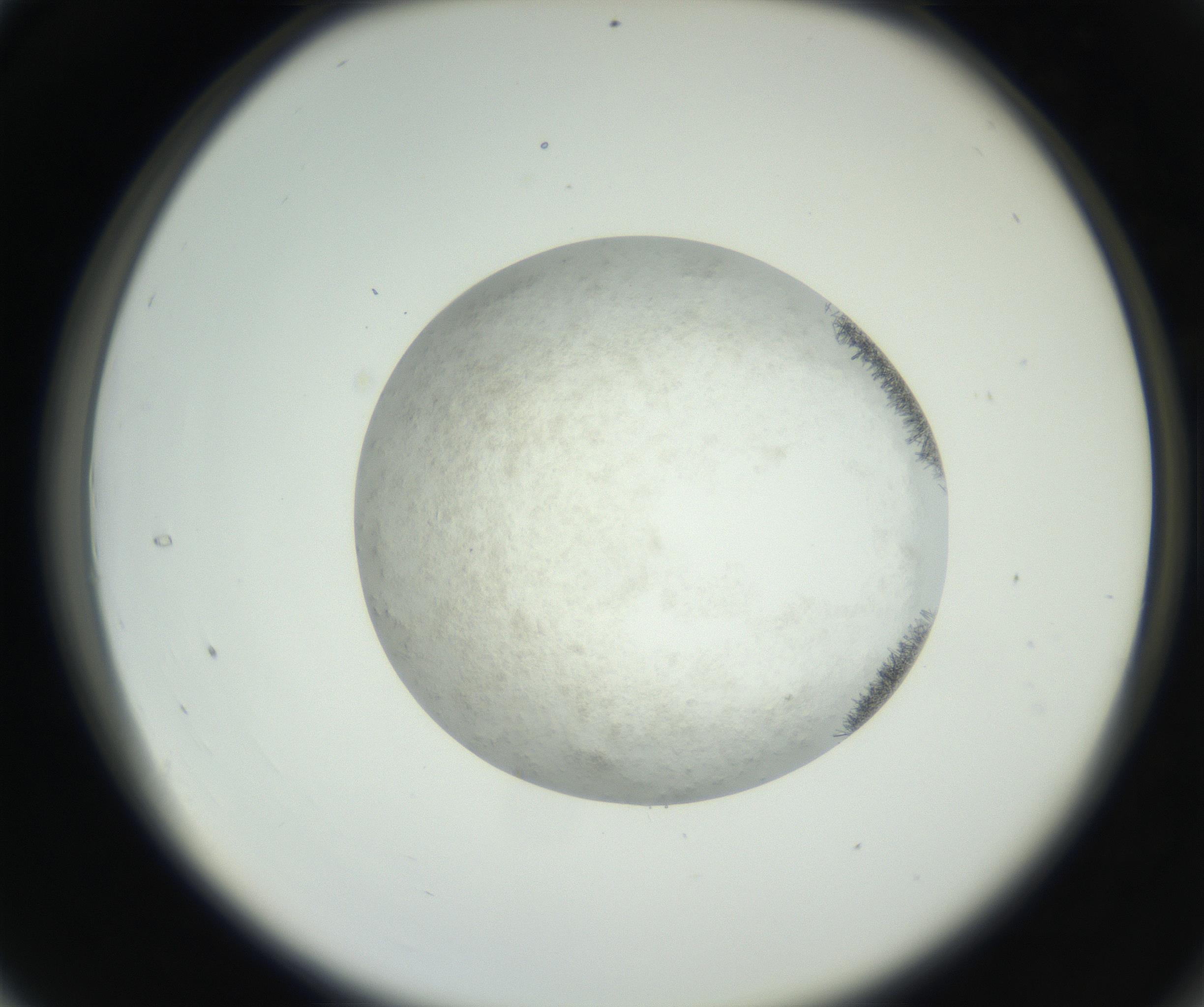 RI01_03_000_0212_Proj1_Clon1_MC_0000MC102632_008_160831_04_03_02_00_99_002_001_RAI.jpg