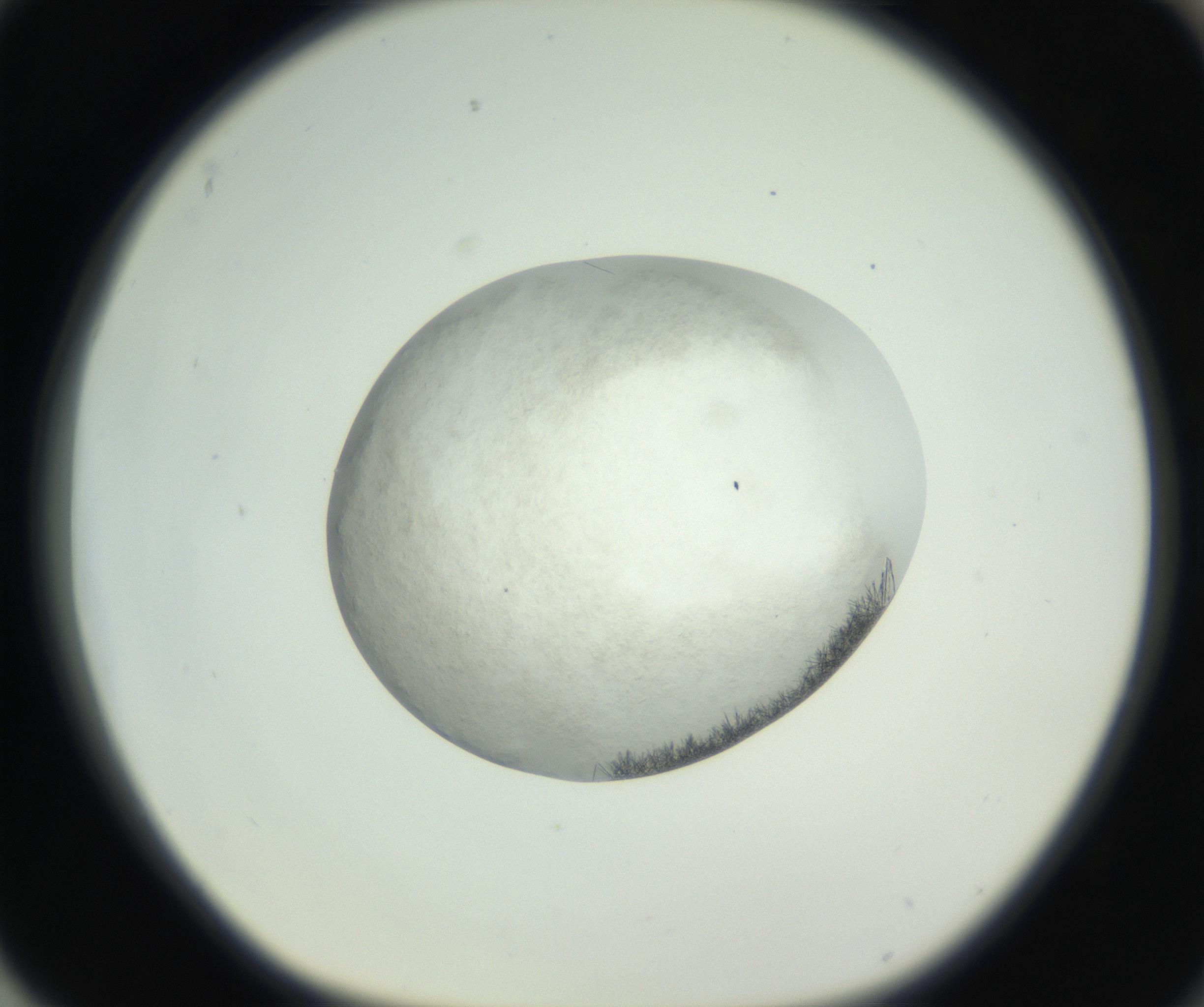 RI01_03_000_0212_Proj1_Clon1_MC_0000MC102632_008_160831_04_08_01_00_99_002_001_RAI.jpg