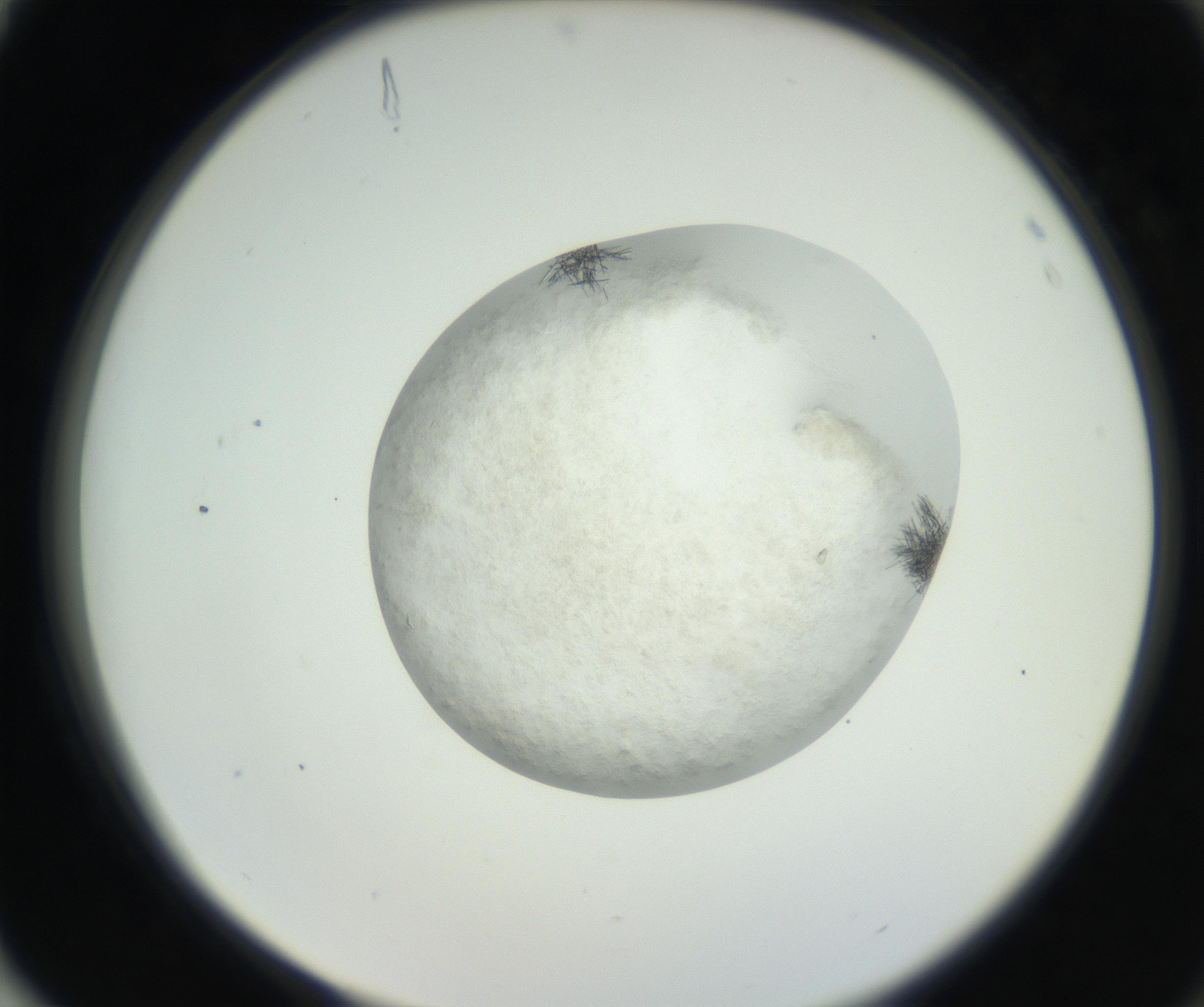 RI01_03_000_0212_Proj1_Clon1_MC_0000MC102632_008_160831_04_08_02_00_99_002_001_RAI.jpg