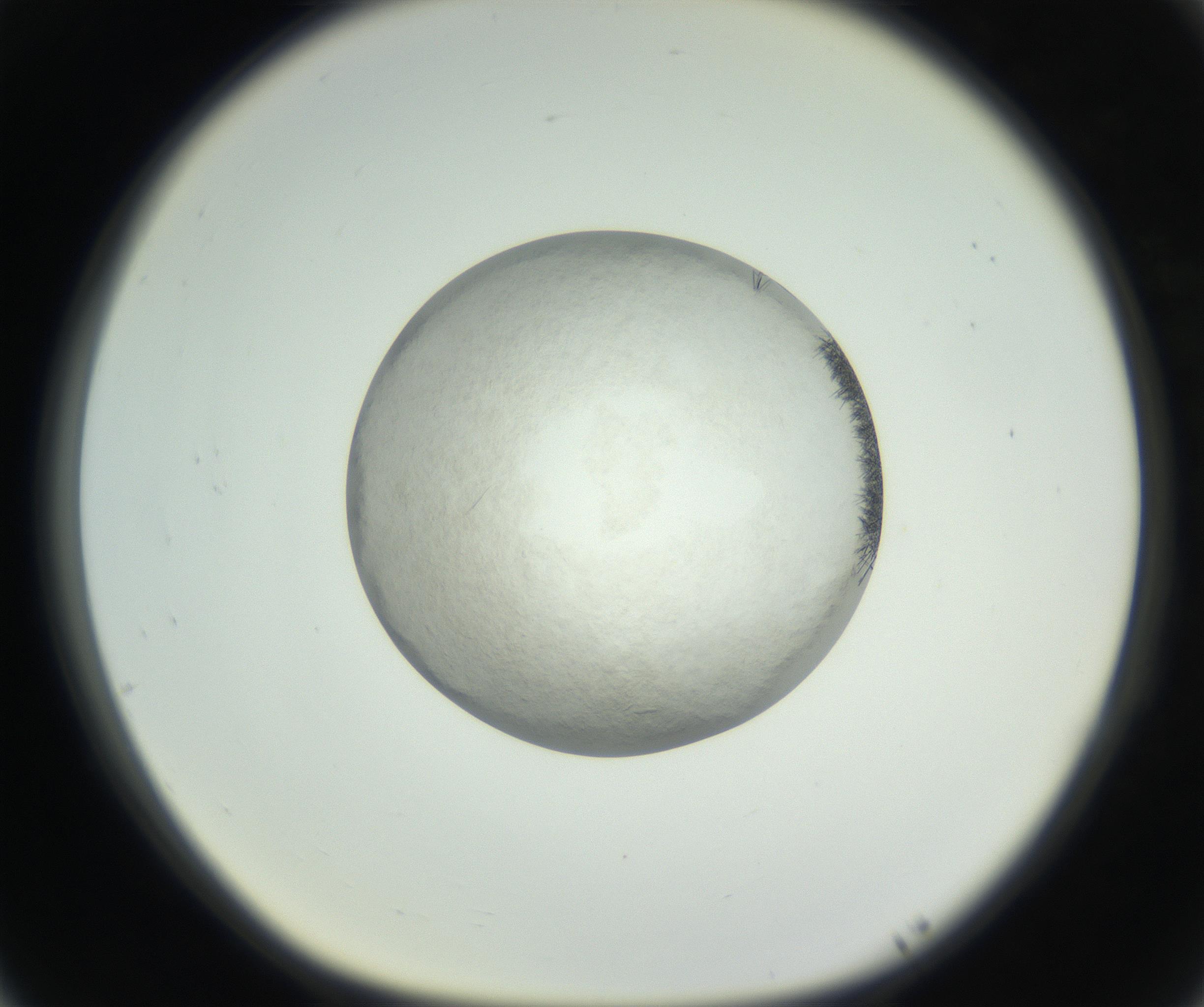 RI01_03_000_0212_Proj1_Clon1_MC_0000MC102632_008_160831_05_07_01_00_99_002_001_RAI.jpg