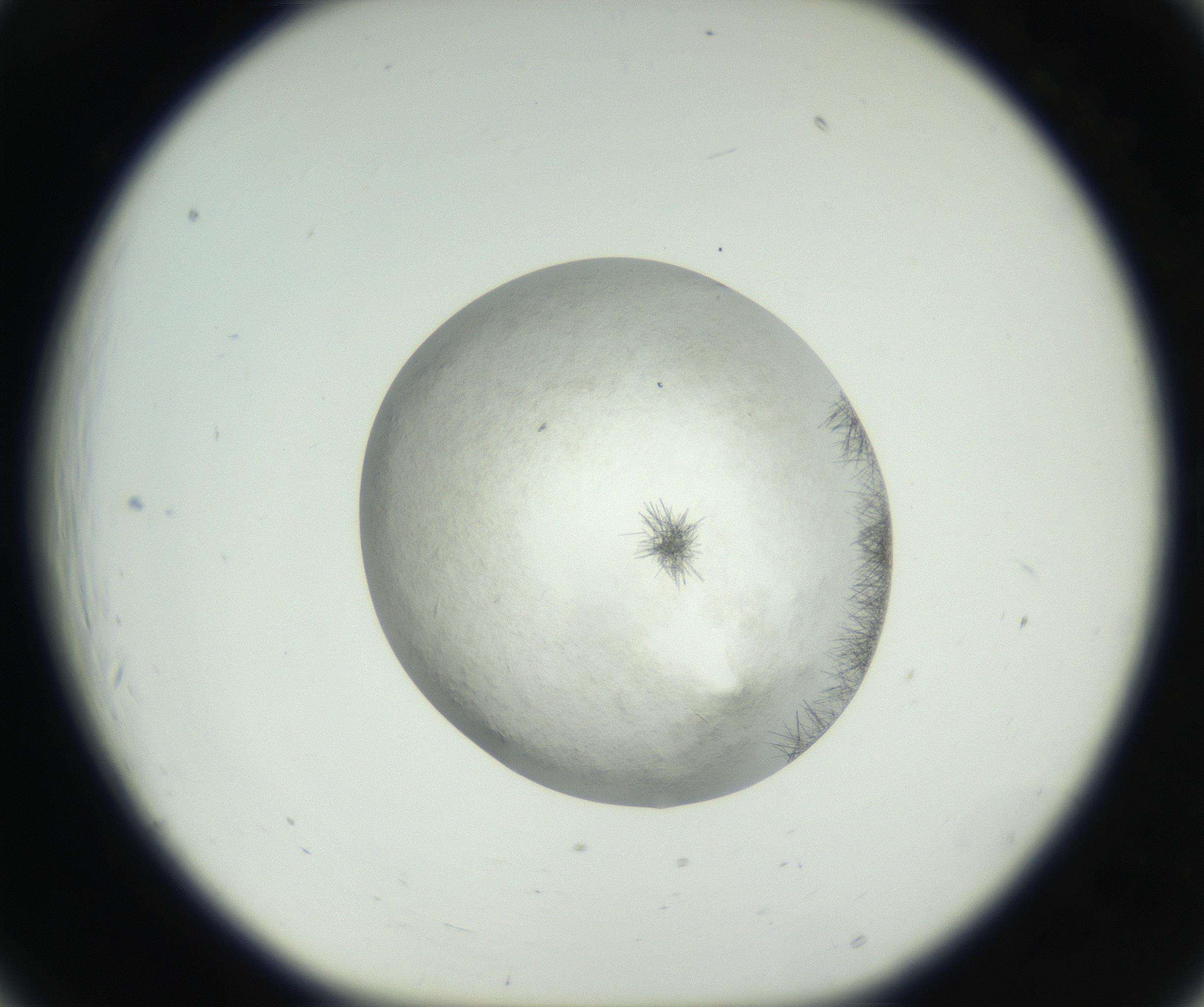 RI01_03_000_0212_Proj1_Clon1_MC_0000MC102632_008_160831_06_02_01_00_99_002_001_RAI.jpg