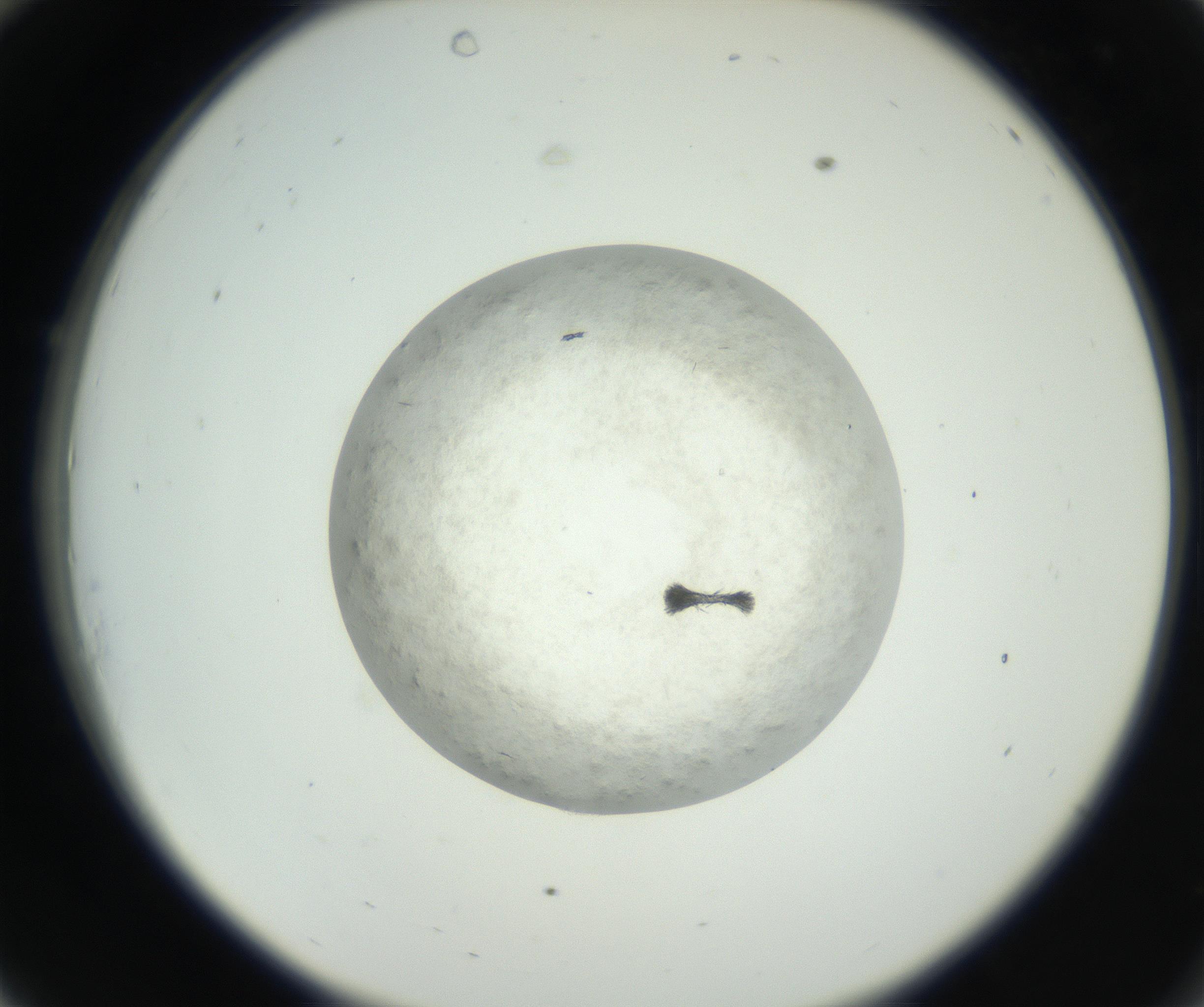 RI01_03_000_0212_Proj1_Clon1_MC_0000MC102632_008_160831_10_03_02_00_99_002_001_RAI.jpg