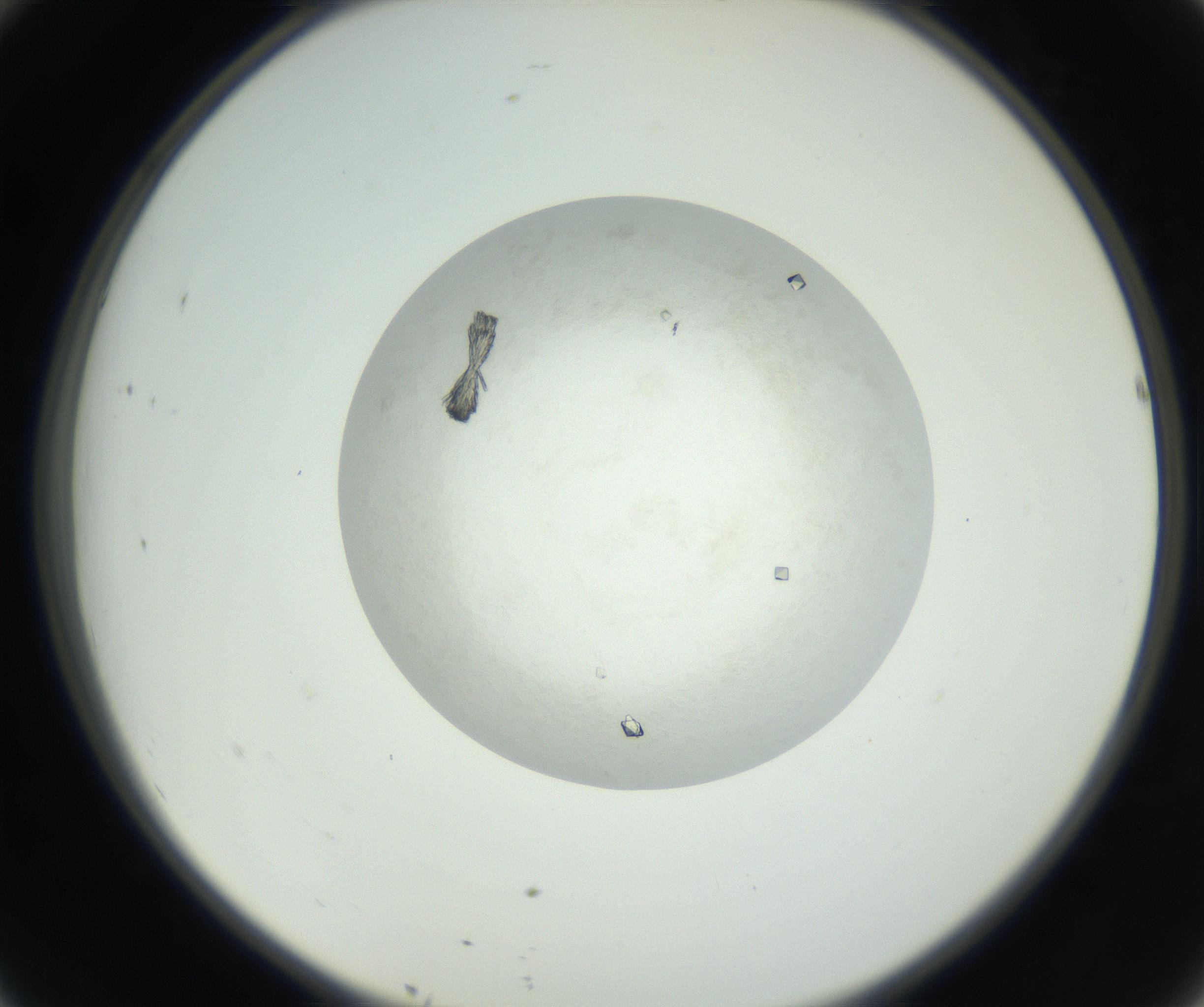 RI01_03_000_0212_Proj1_Clon1_MC_0000MC102632_008_160831_10_04_02_00_99_002_001_RAI.jpg