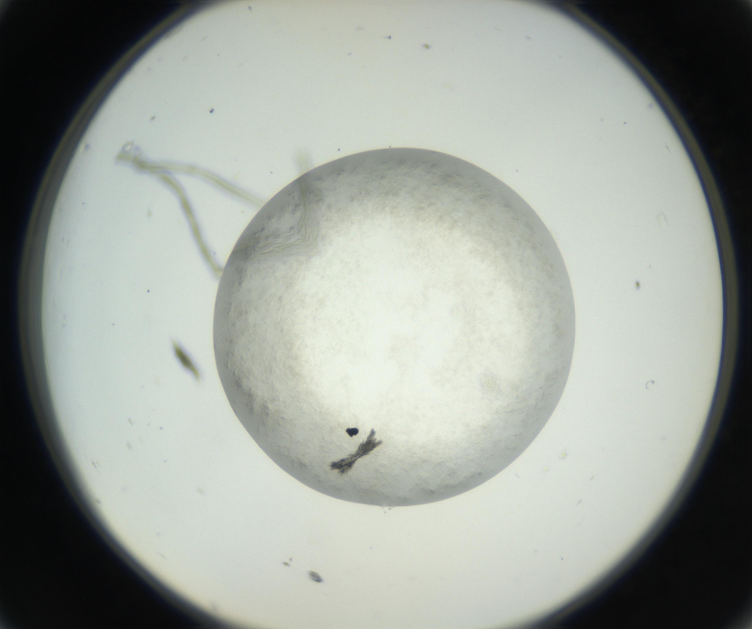 RI01_03_000_0212_Proj1_Clon1_MC_0000MC102632_008_160831_11_03_02_00_99_002_001_RAI.jpg