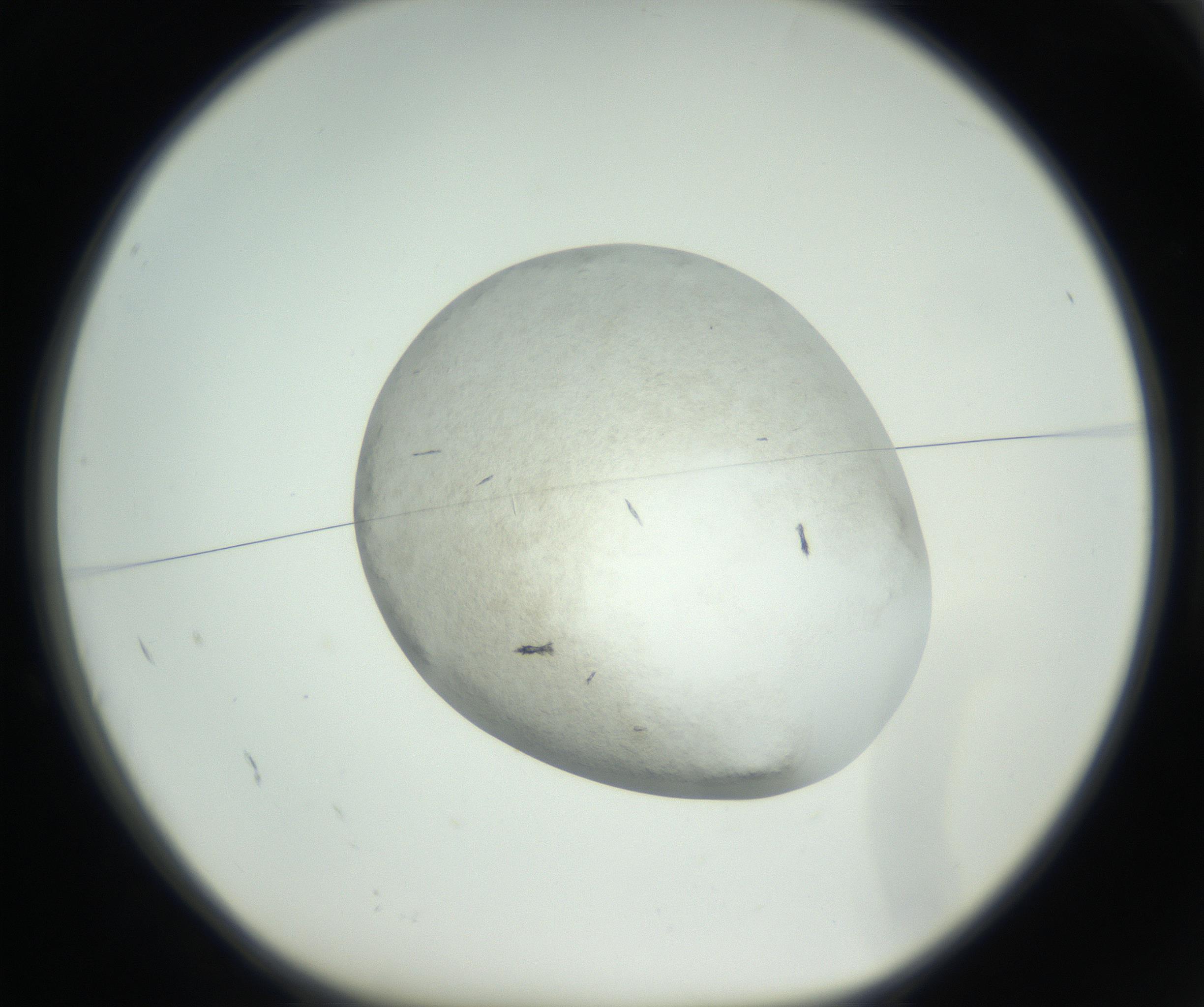 RI01_03_000_0212_Proj1_Clon1_MC_0000MC102632_009_160906_02_01_01_00_99_002_001_RAI.jpg