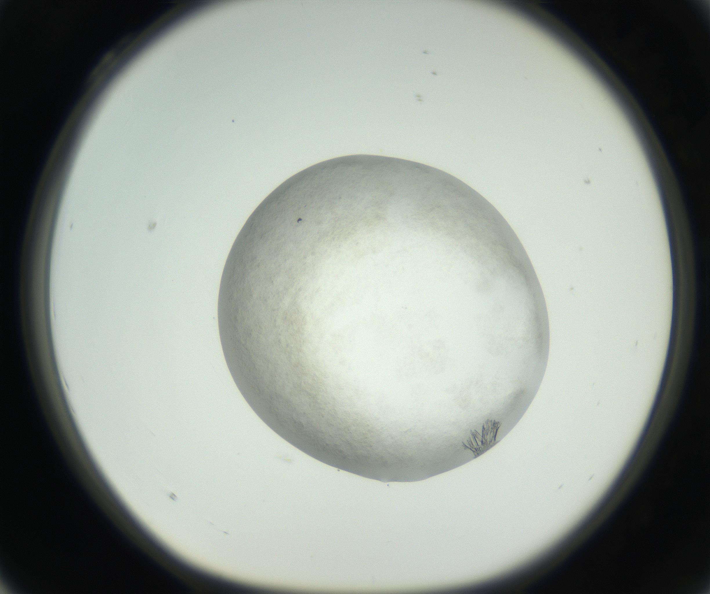 RI01_03_000_0212_Proj1_Clon1_MC_0000MC102632_009_160906_04_03_01_00_99_002_001_RAI.jpg