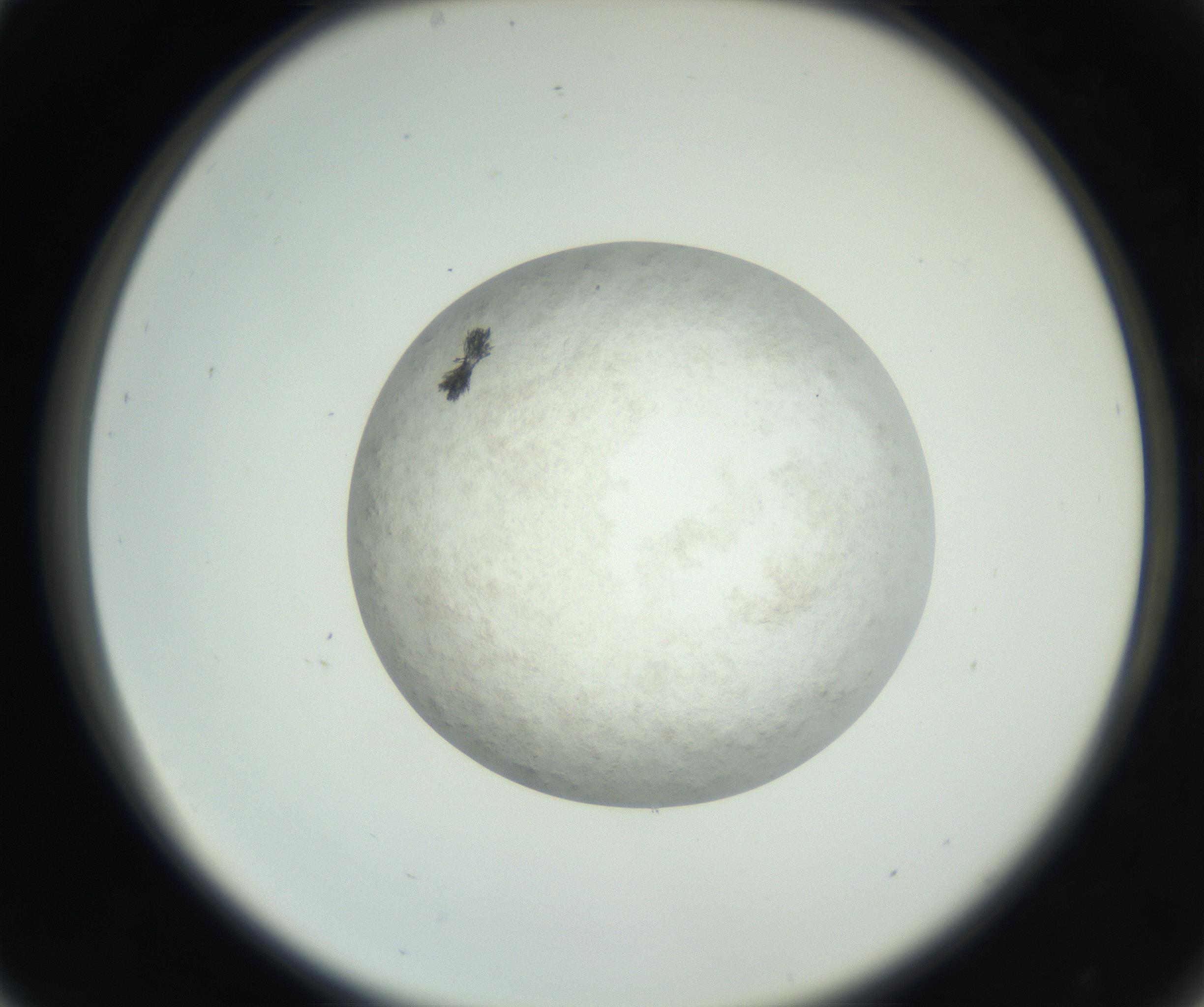 RI01_03_000_0212_Proj1_Clon1_MC_0000MC102632_009_160906_05_03_02_00_99_002_001_RAI.jpg