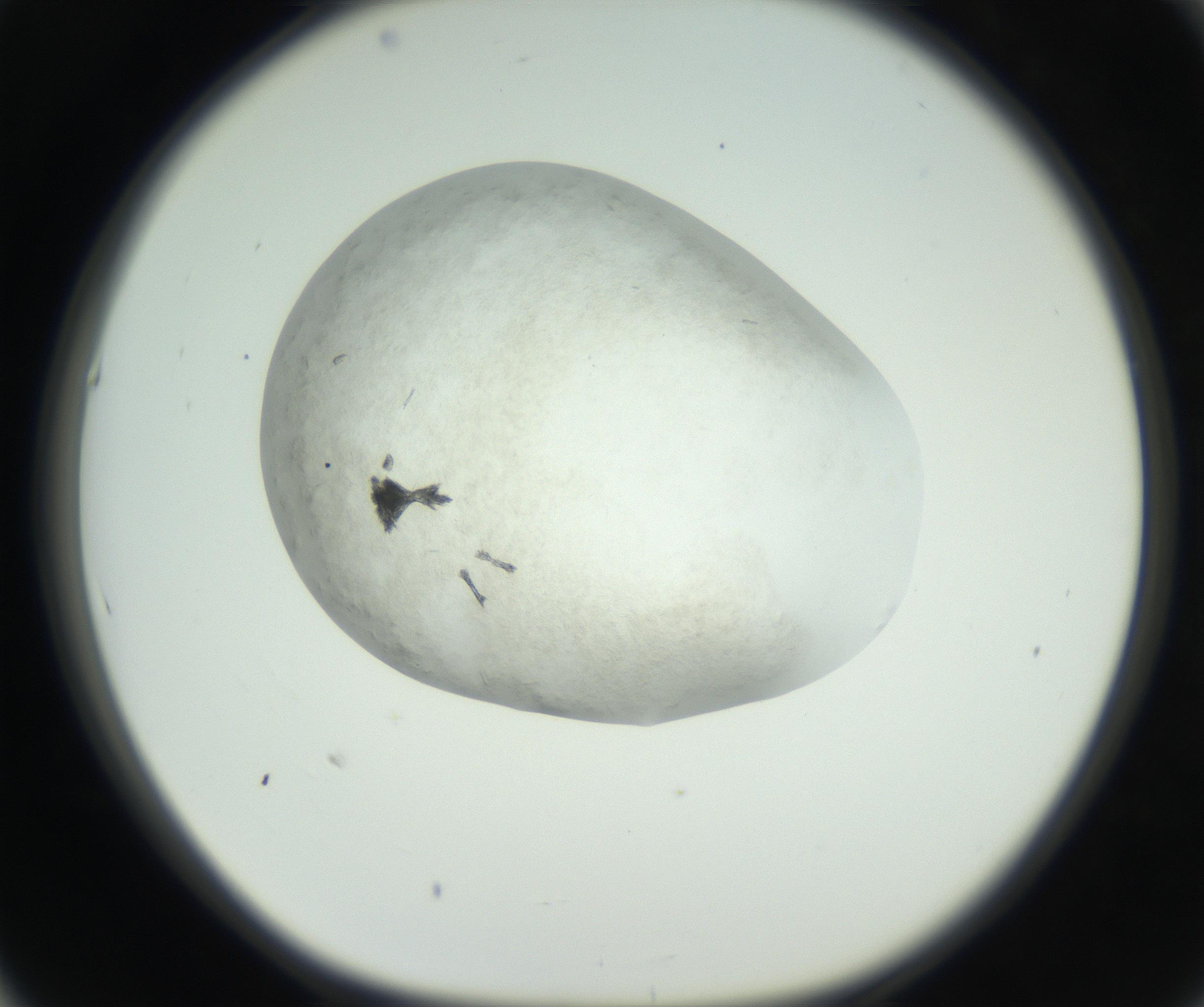 RI01_03_000_0212_Proj1_Clon1_MC_0000MC102632_009_160906_05_05_01_00_99_002_001_RAI.jpg