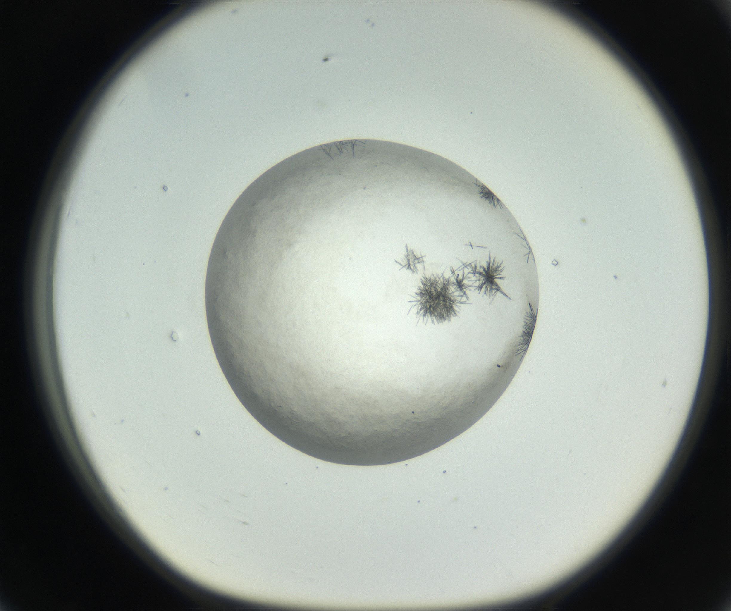 RI01_03_000_0212_Proj1_Clon1_MC_0000MC102632_009_160906_07_07_01_00_99_002_001_RAI.jpg