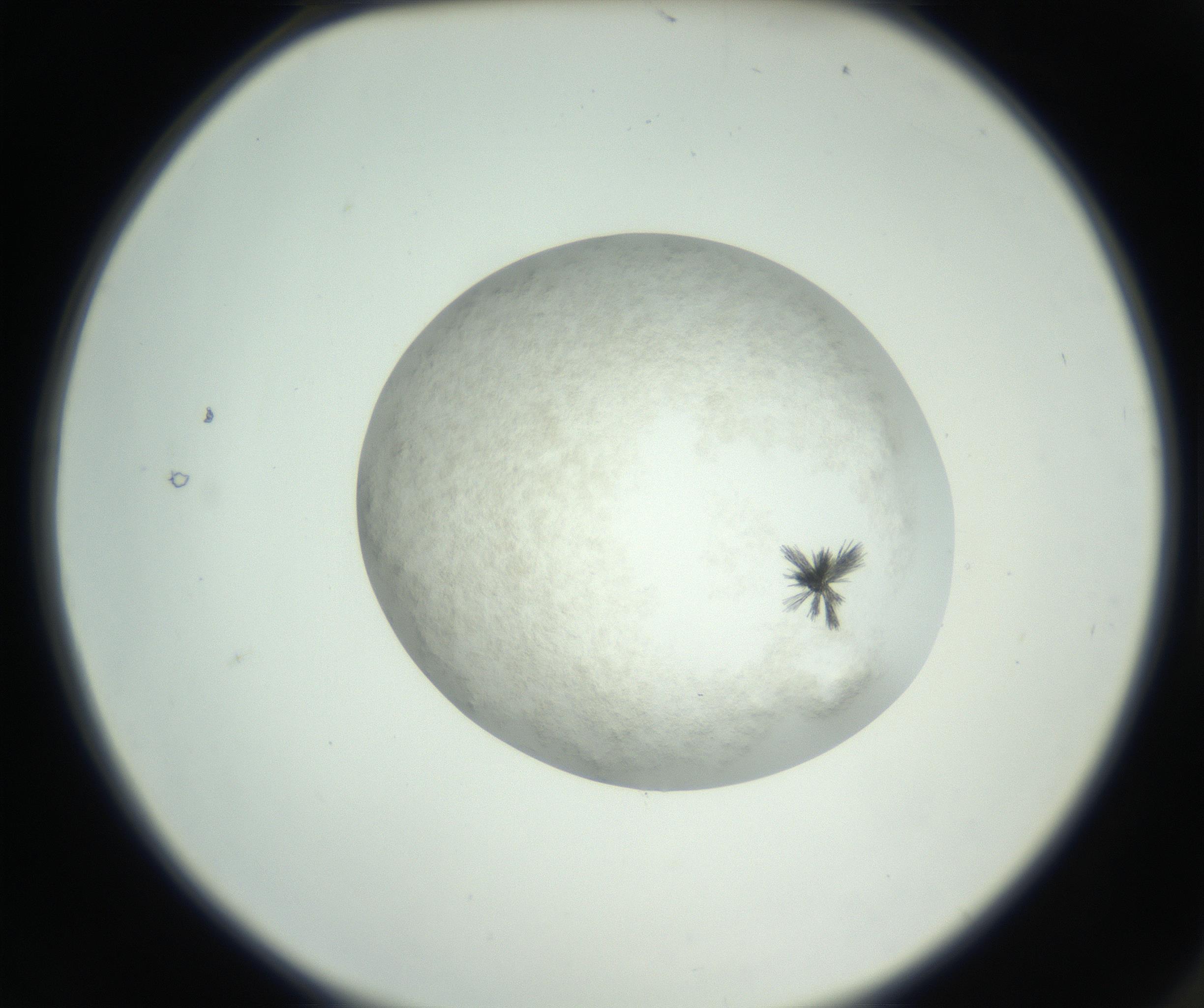 RI01_03_000_0212_Proj1_Clon1_MC_0000MC102632_010_160914_02_01_02_00_99_002_001_RAI.jpg
