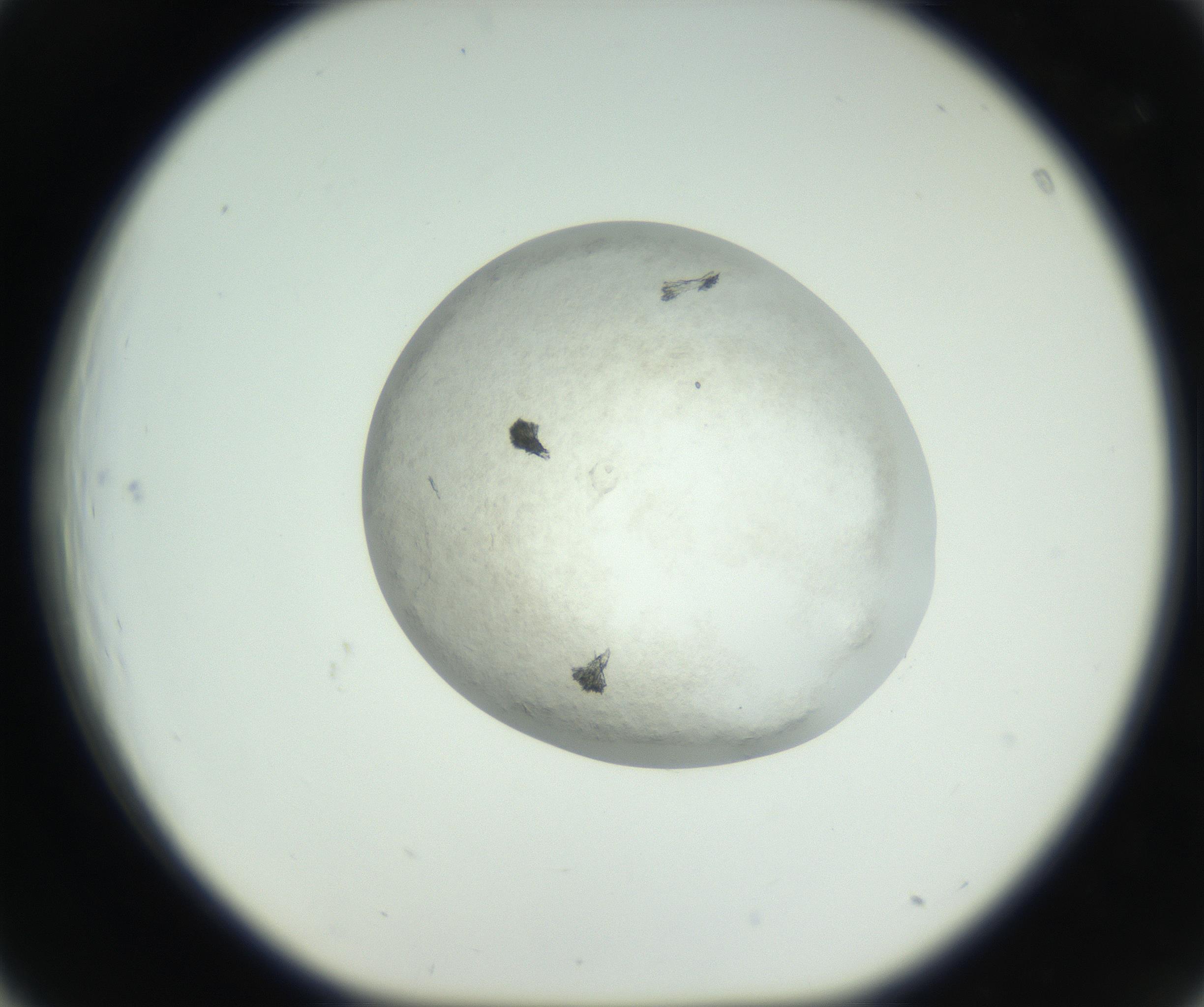 RI01_03_000_0212_Proj1_Clon1_MC_0000MC102632_010_160914_03_04_01_00_99_002_001_RAI.jpg