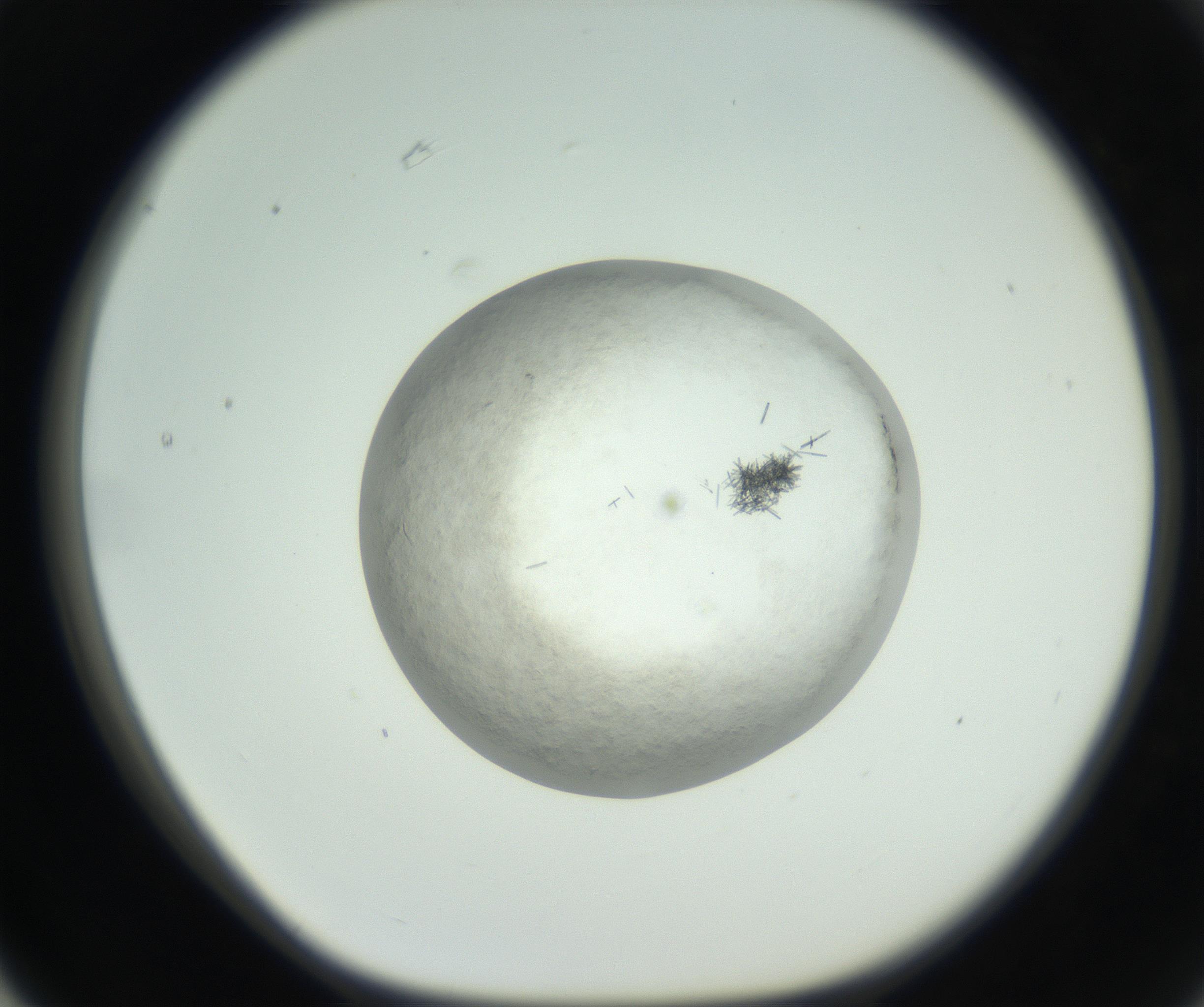 RI01_03_000_0212_Proj1_Clon1_MC_0000MC102632_010_160914_03_06_01_00_99_002_001_RAI.jpg