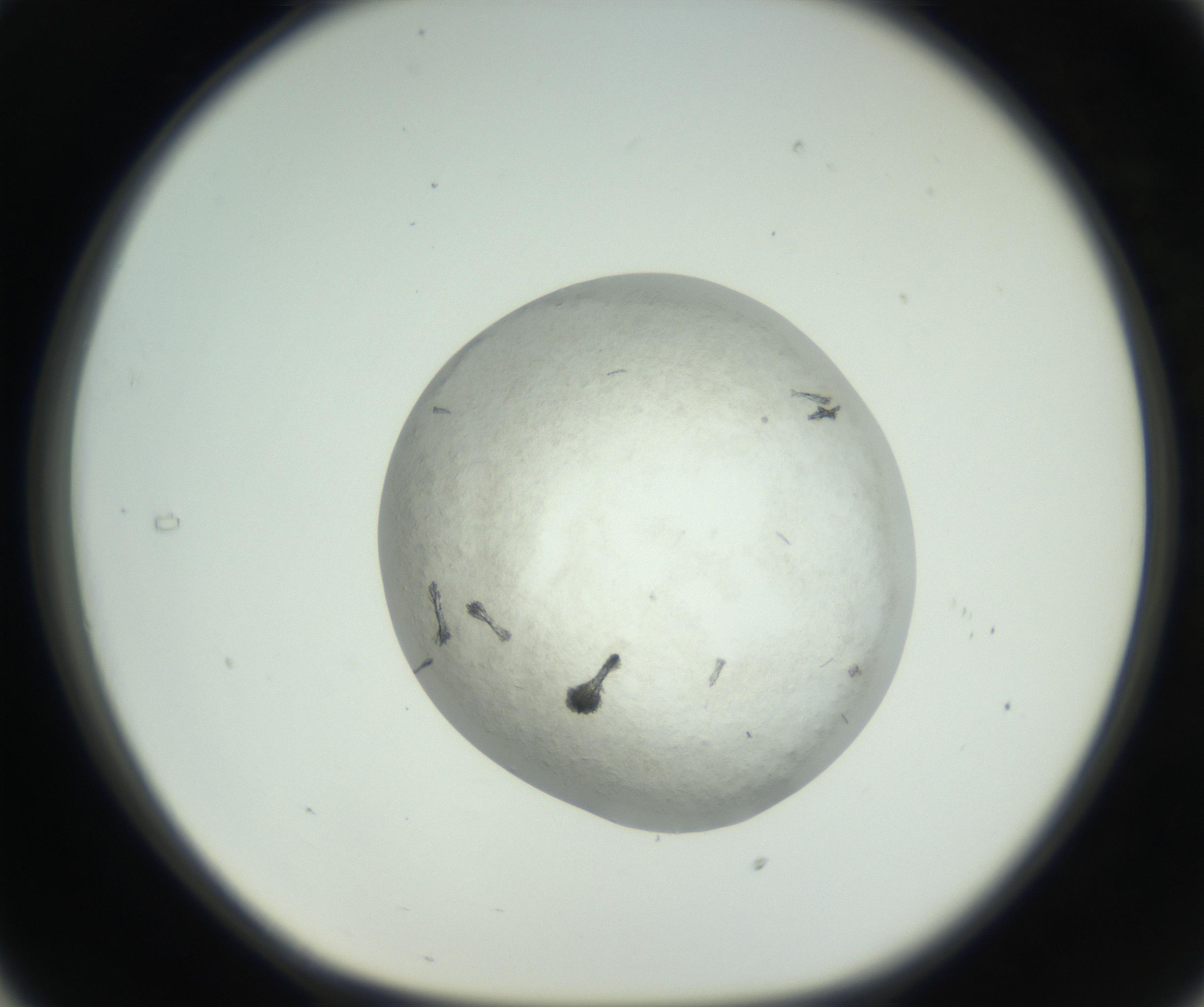 RI01_03_000_0212_Proj1_Clon1_MC_0000MC102632_010_160914_05_03_01_00_99_002_001_RAI.jpg