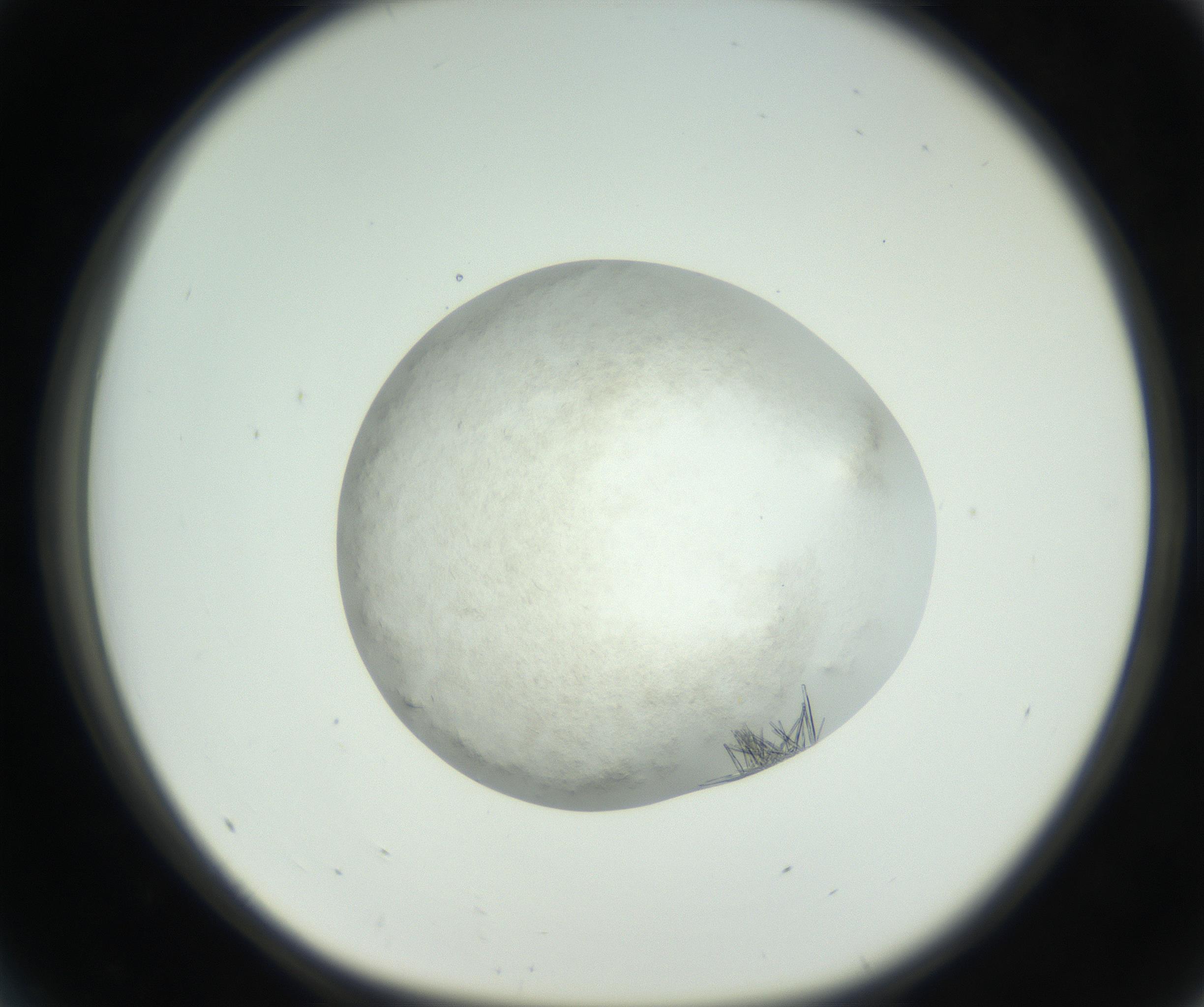 RI01_03_000_0212_Proj1_Clon1_MC_0000MC102632_010_160914_05_04_01_00_99_002_001_RAI.jpg