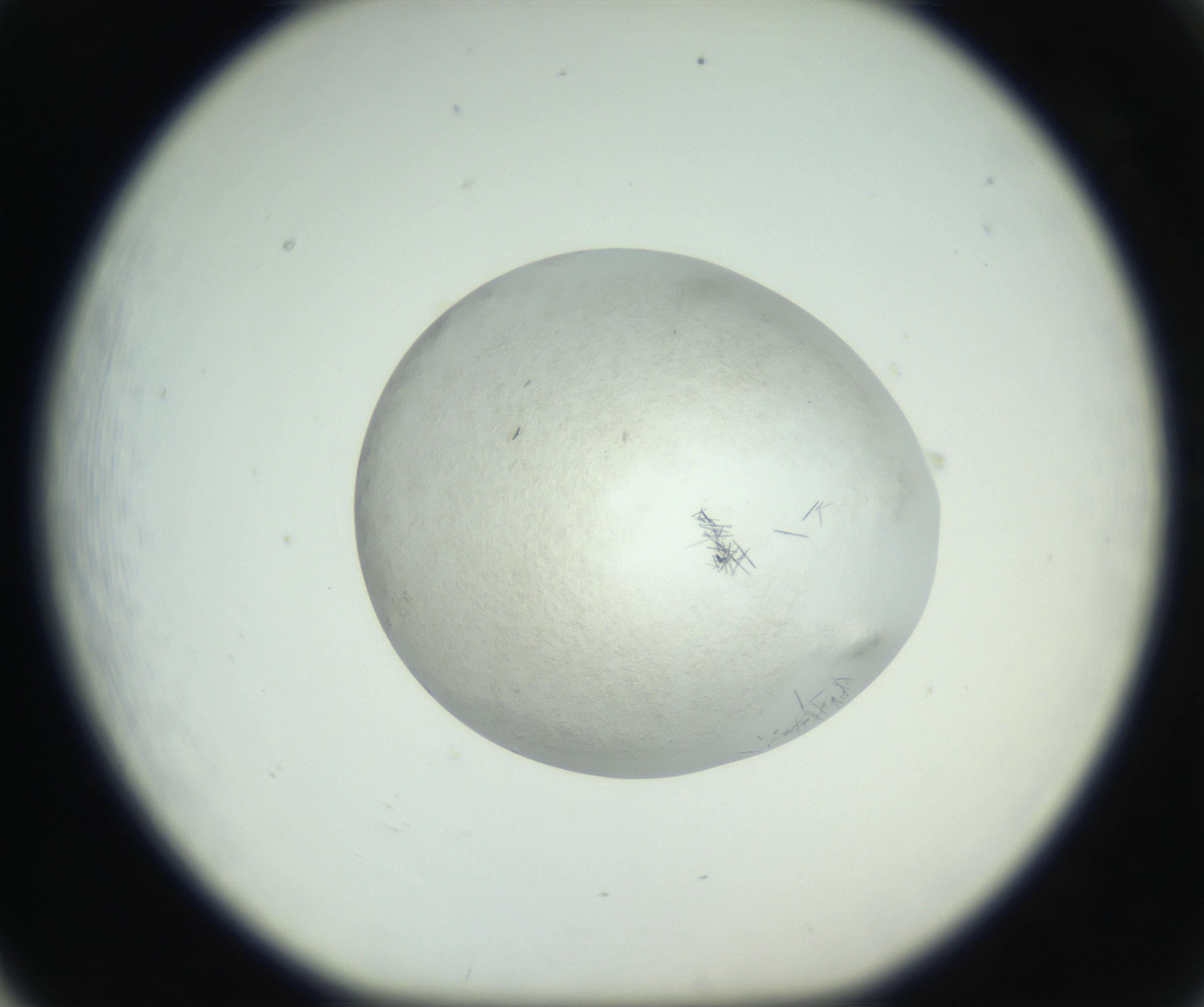 RI01_03_000_0212_Proj1_Clon1_MC_0000MC102632_010_160914_05_06_01_00_99_002_001_RAI.jpg