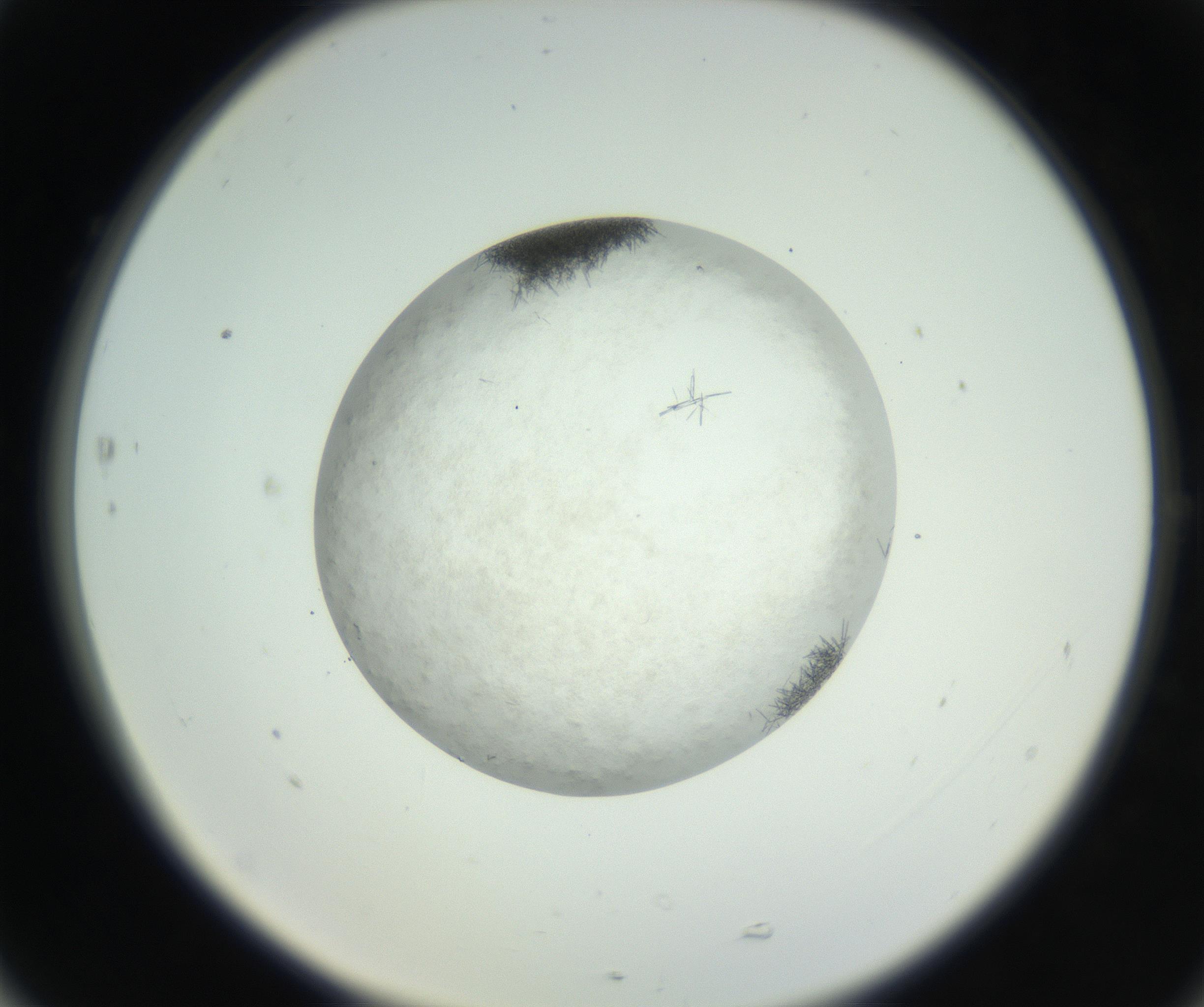RI01_03_000_0212_Proj1_Clon1_MC_0000MC102632_010_160914_05_07_02_00_99_002_001_RAI.jpg