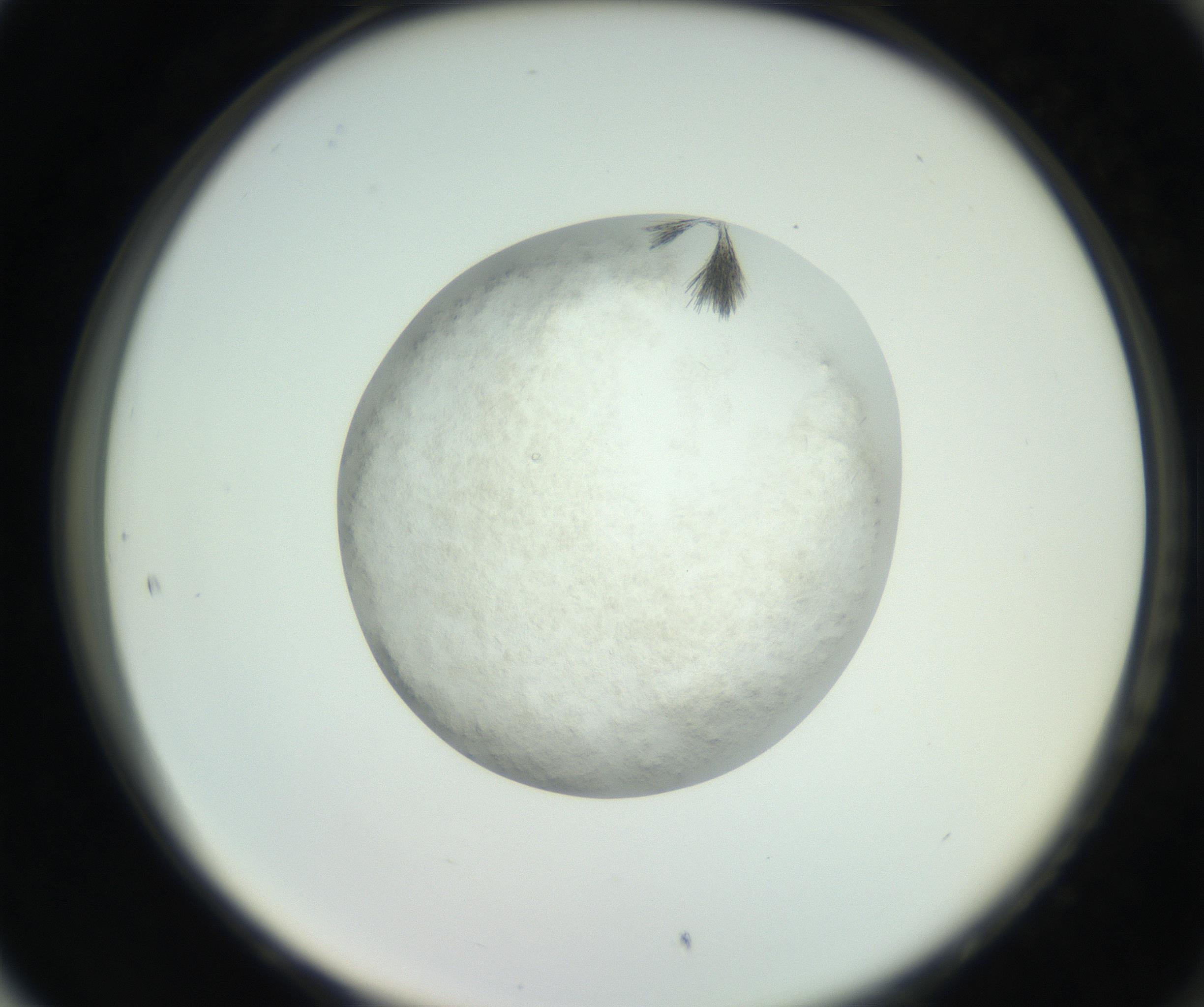 RI01_03_000_0212_Proj1_Clon1_MC_0000MC102632_010_160914_05_08_02_00_99_002_001_RAI.jpg