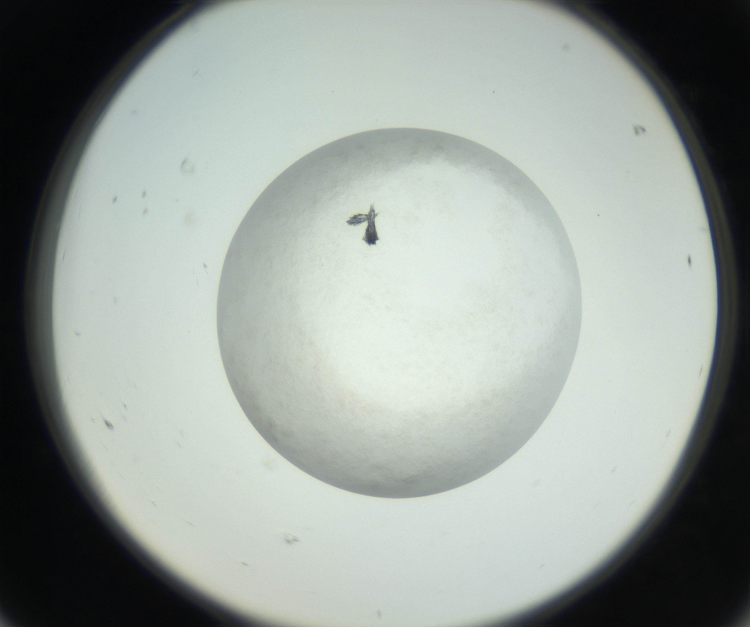 RI01_03_000_0212_Proj1_Clon1_MC_0000MC102632_010_160914_08_06_02_00_99_002_001_RAI.jpg
