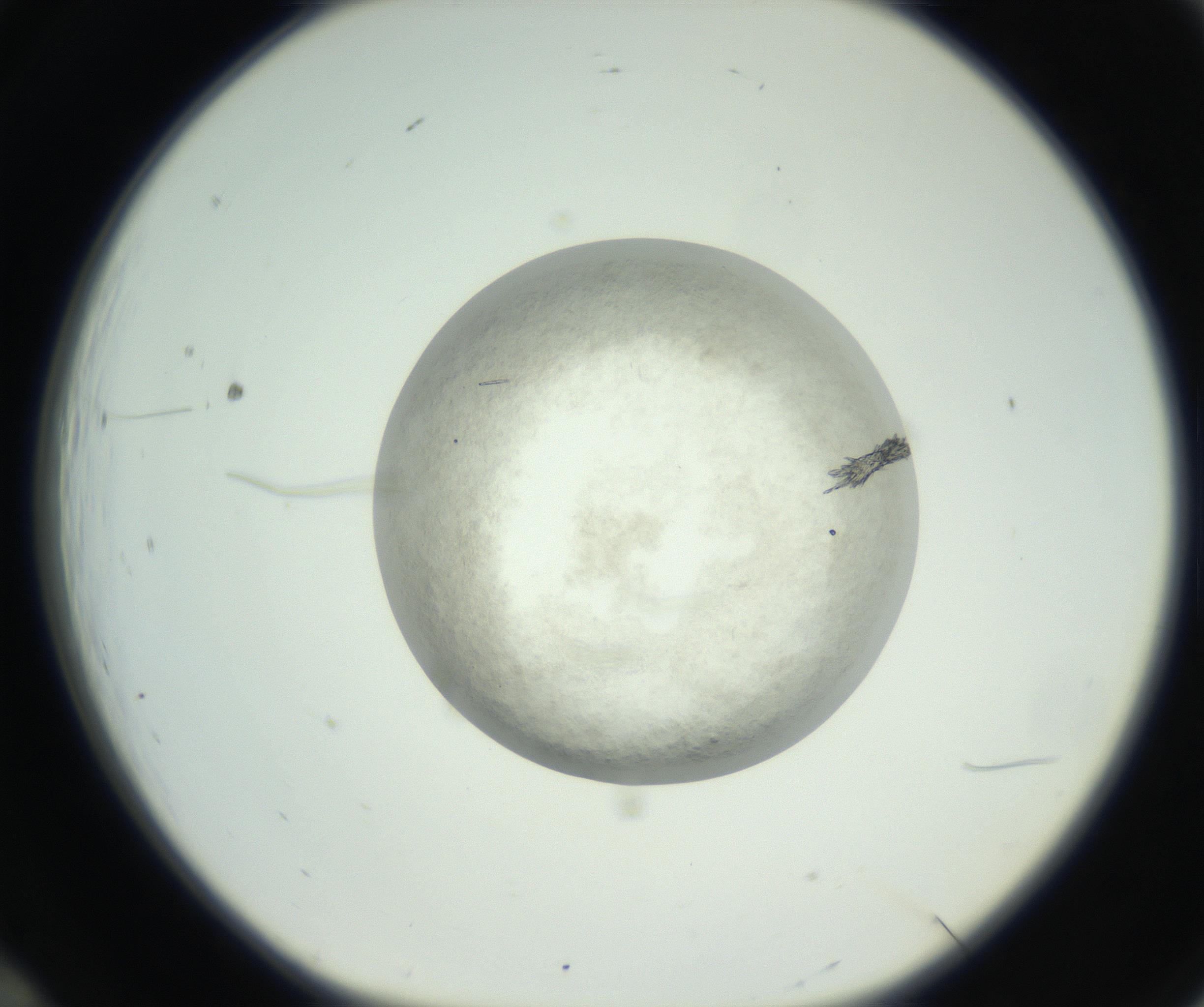 RI01_03_000_0212_Proj1_Clon1_MC_0000MC102632_010_160914_12_01_01_00_99_002_001_RAI.jpg