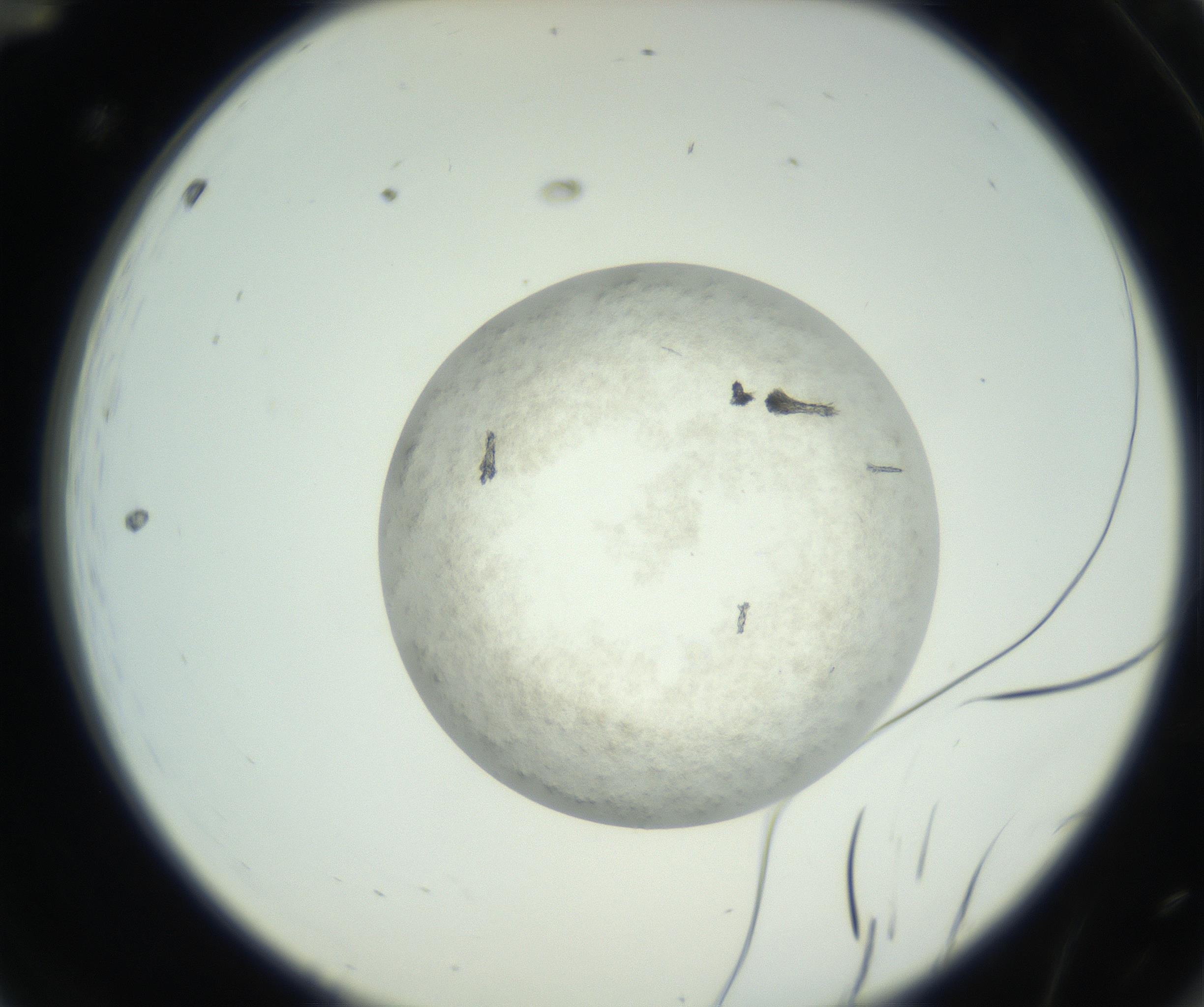 RI01_03_000_0212_Proj1_Clon1_MC_0000MC102632_010_160914_12_01_02_00_99_002_001_RAI.jpg