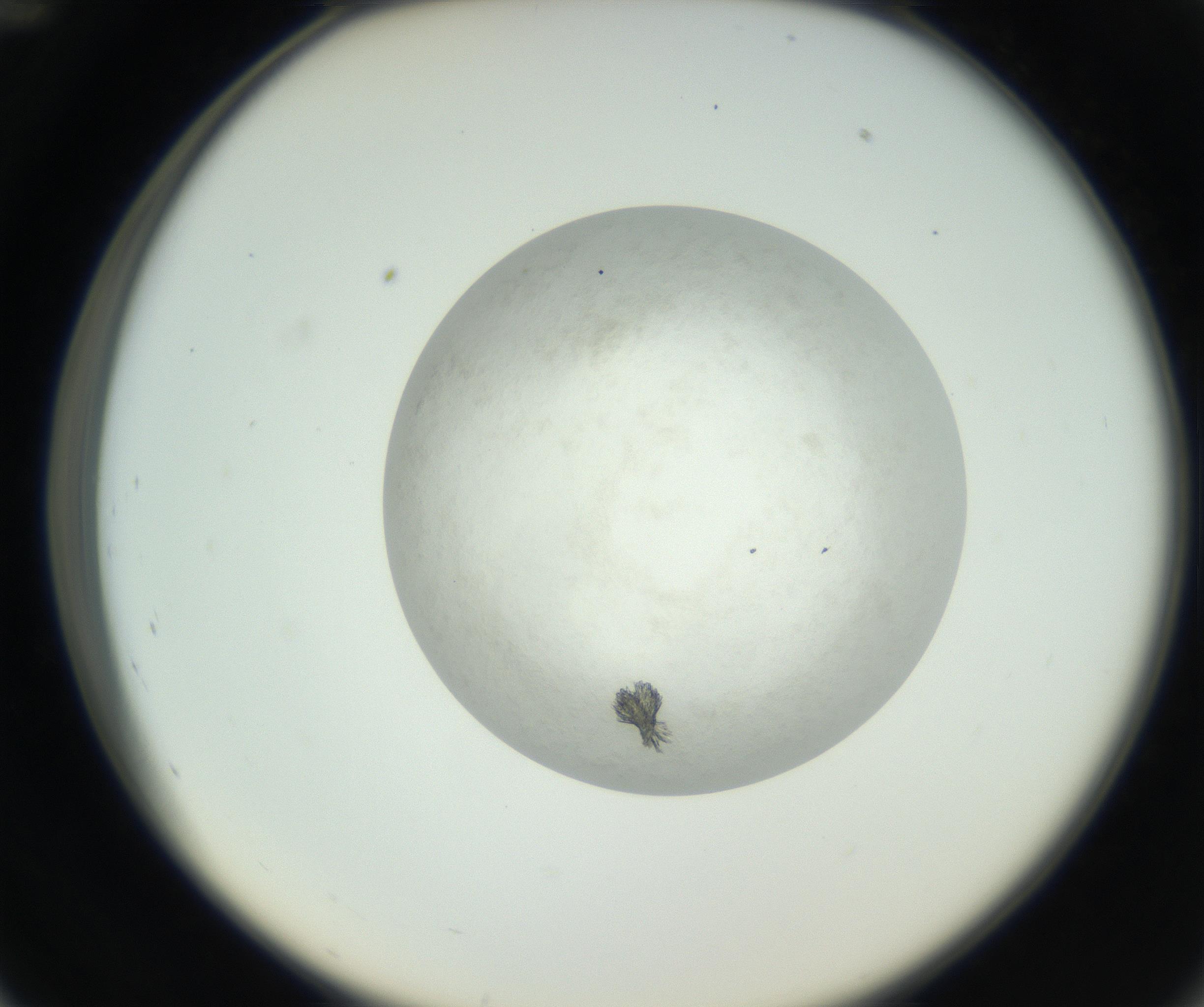 RI01_03_000_0212_Proj1_Clon1_MC_0000MC102632_010_160914_12_04_02_00_99_002_001_RAI.jpg