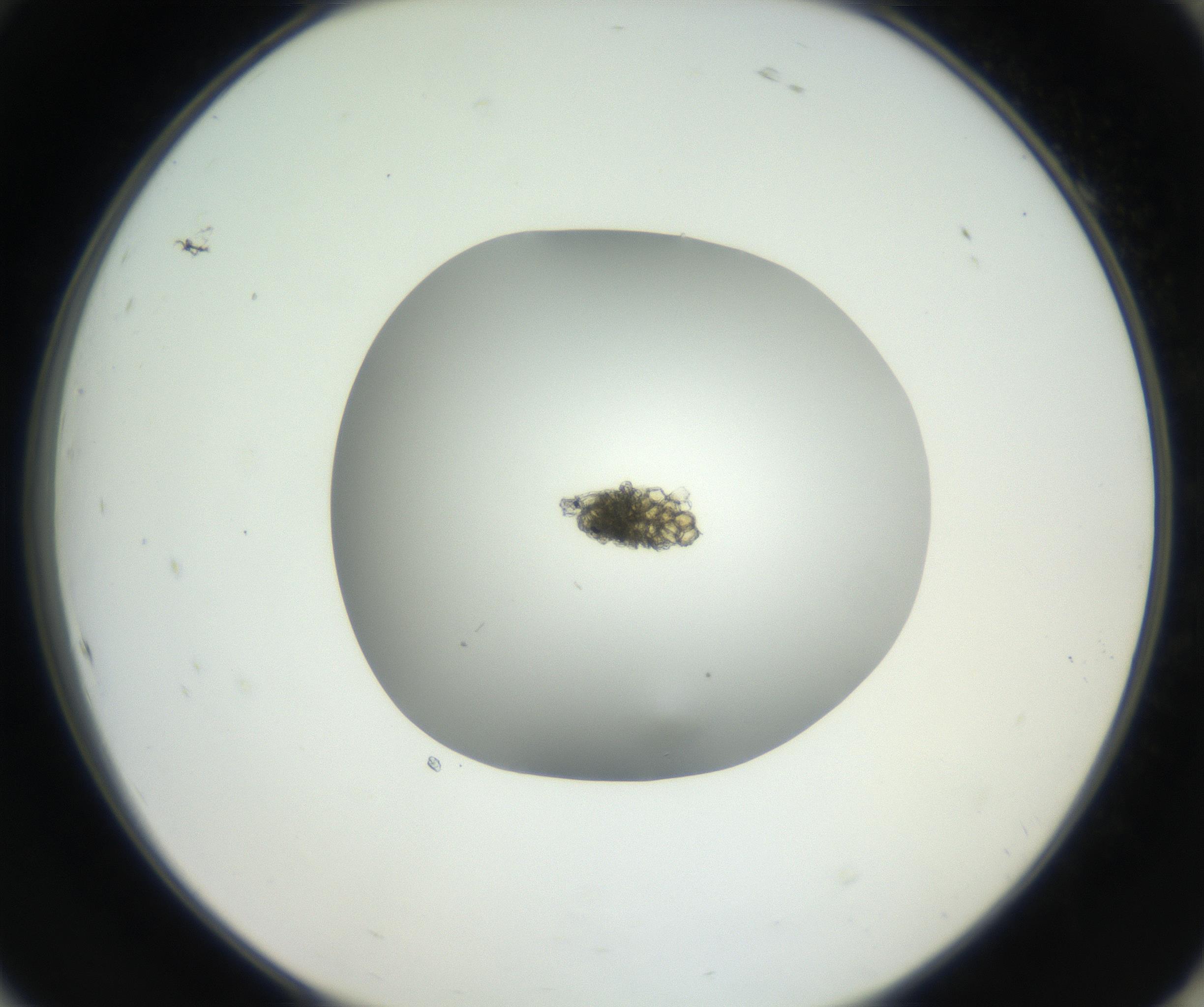 RI01_03_000_0212_Proj1_Clon1_MC_0000MC102636_001_160811_10_08_02_00_99_002_001_RAI.jpg