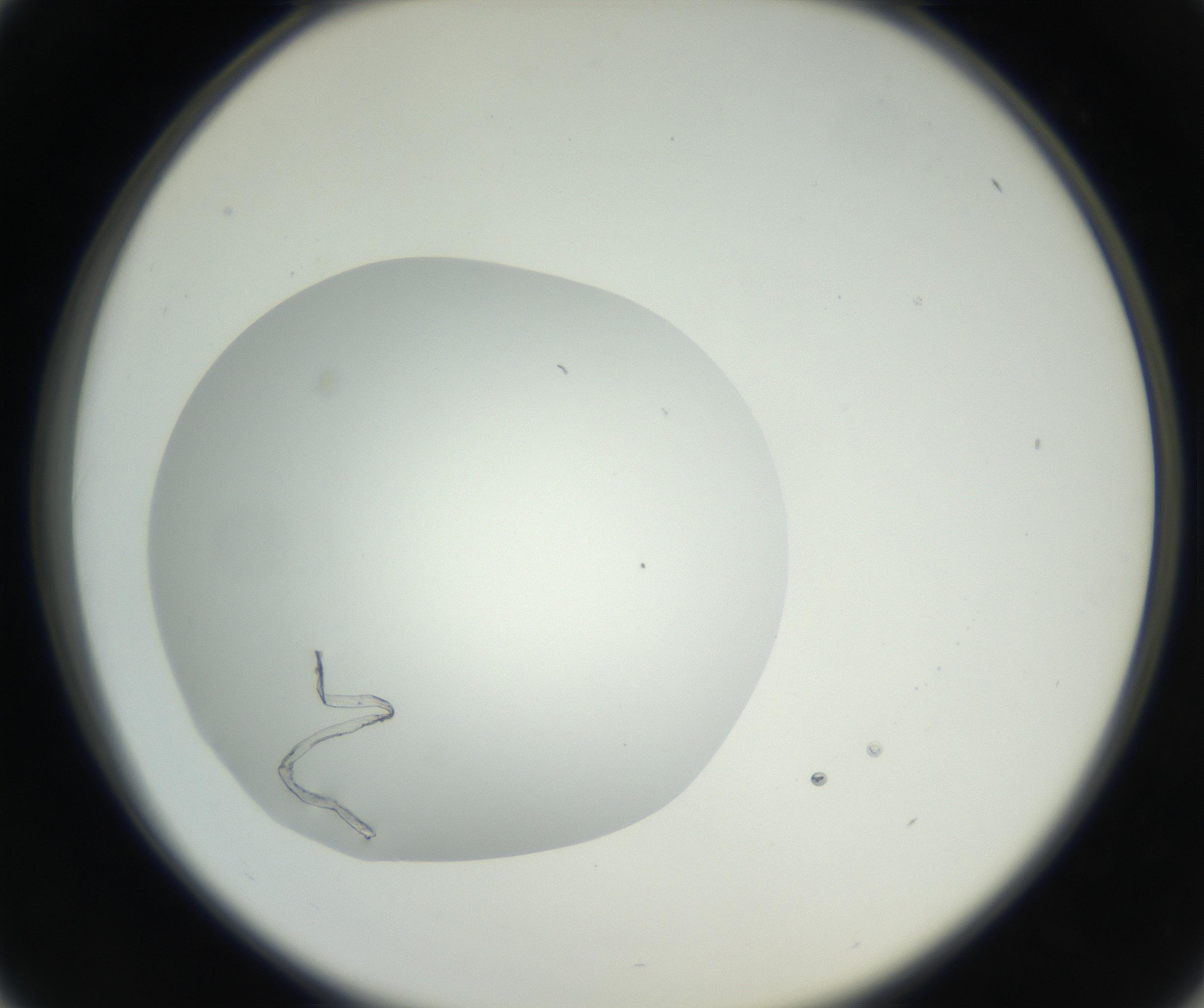 RI01_03_000_0212_Proj1_Clon1_MC_0000MC102636_003_160814_01_04_02_00_99_002_001_RAI.jpg
