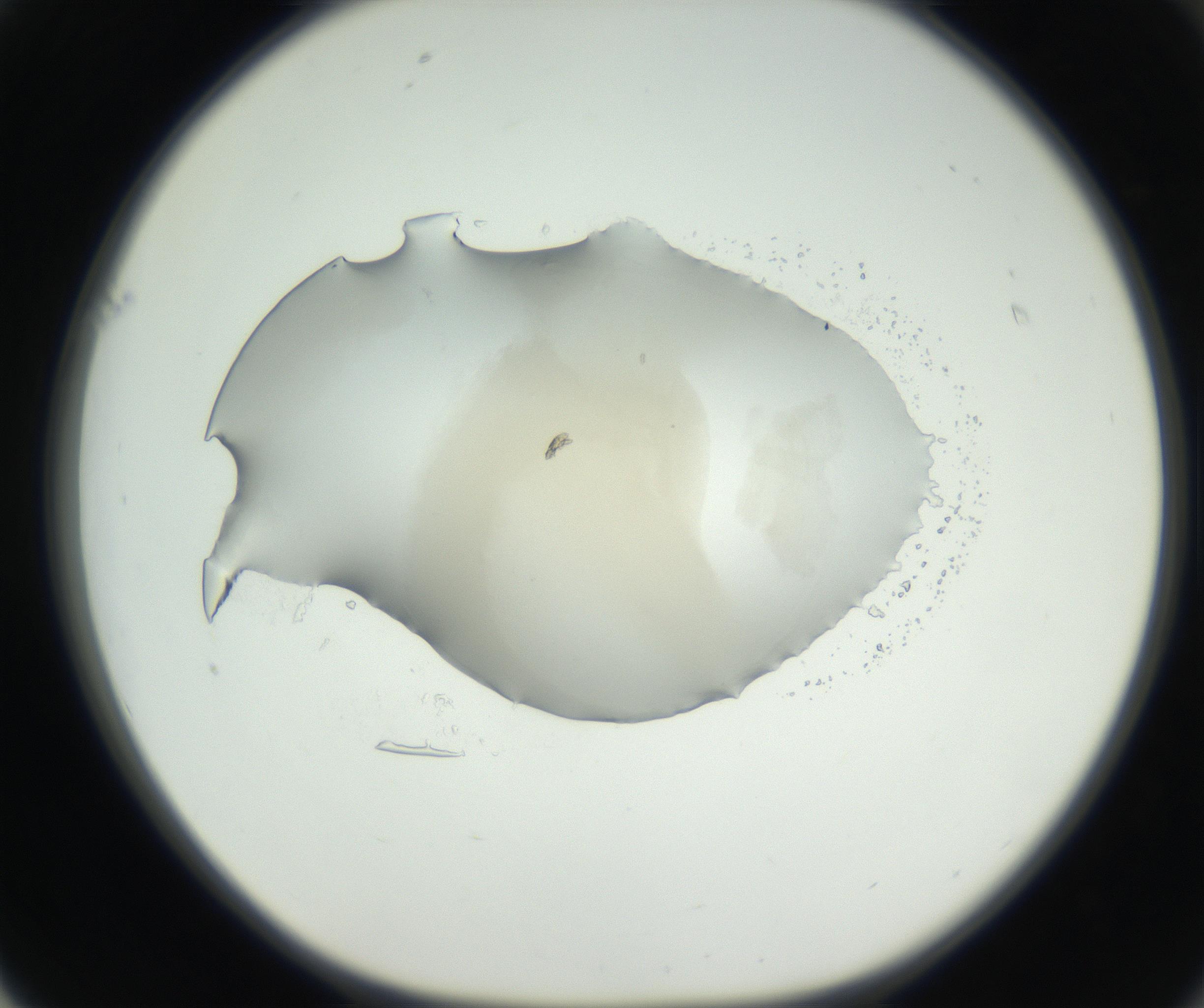 RI01_03_000_0212_Proj1_Clon1_MC_0000MC102636_003_160814_01_06_01_00_99_002_001_RAI.jpg