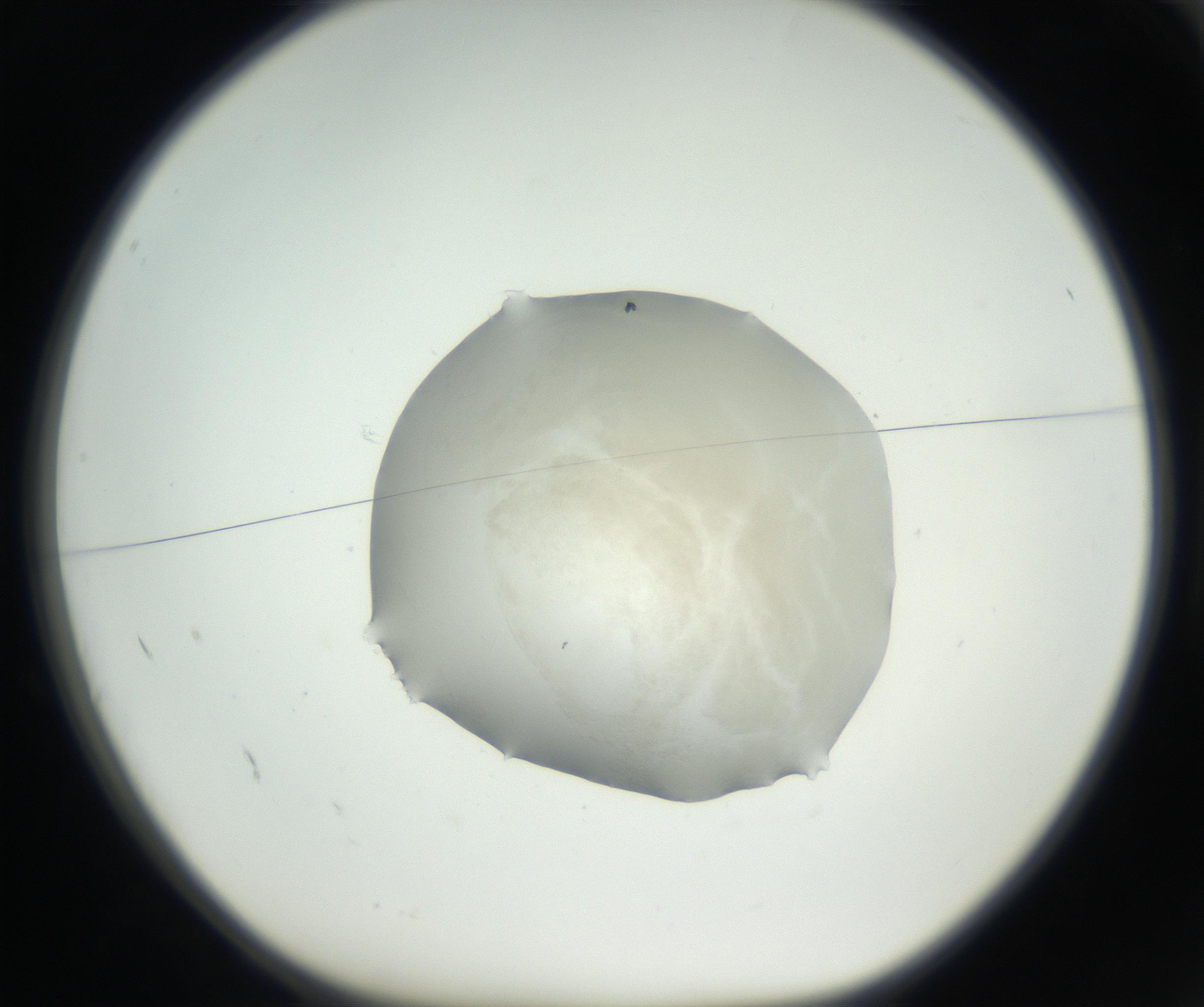 RI01_03_000_0212_Proj1_Clon1_MC_0000MC102636_003_160814_02_01_01_00_99_002_001_RAI.jpg