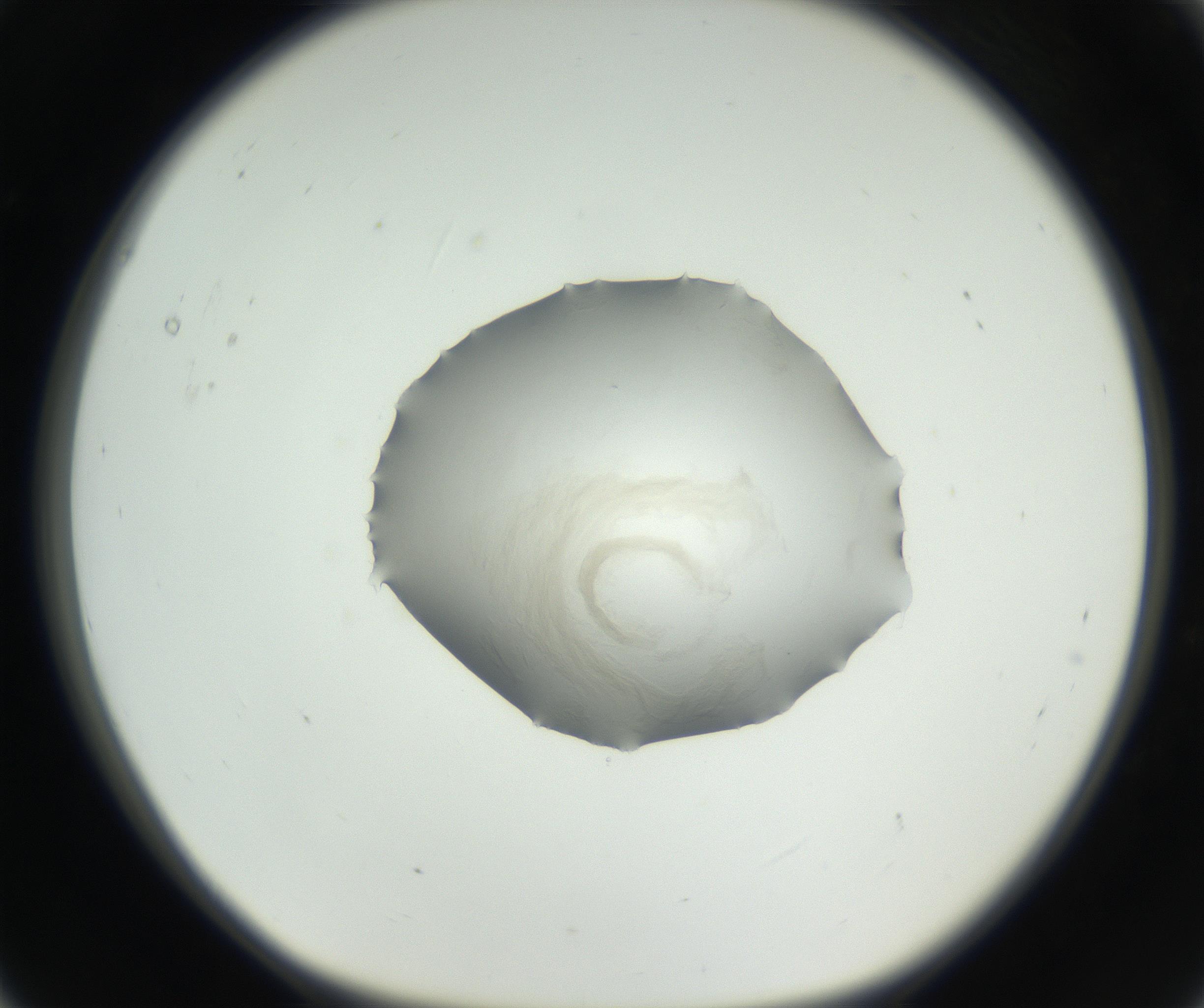 RI01_03_000_0212_Proj1_Clon1_MC_0000MC102636_003_160814_05_01_01_00_99_002_001_RAI.jpg
