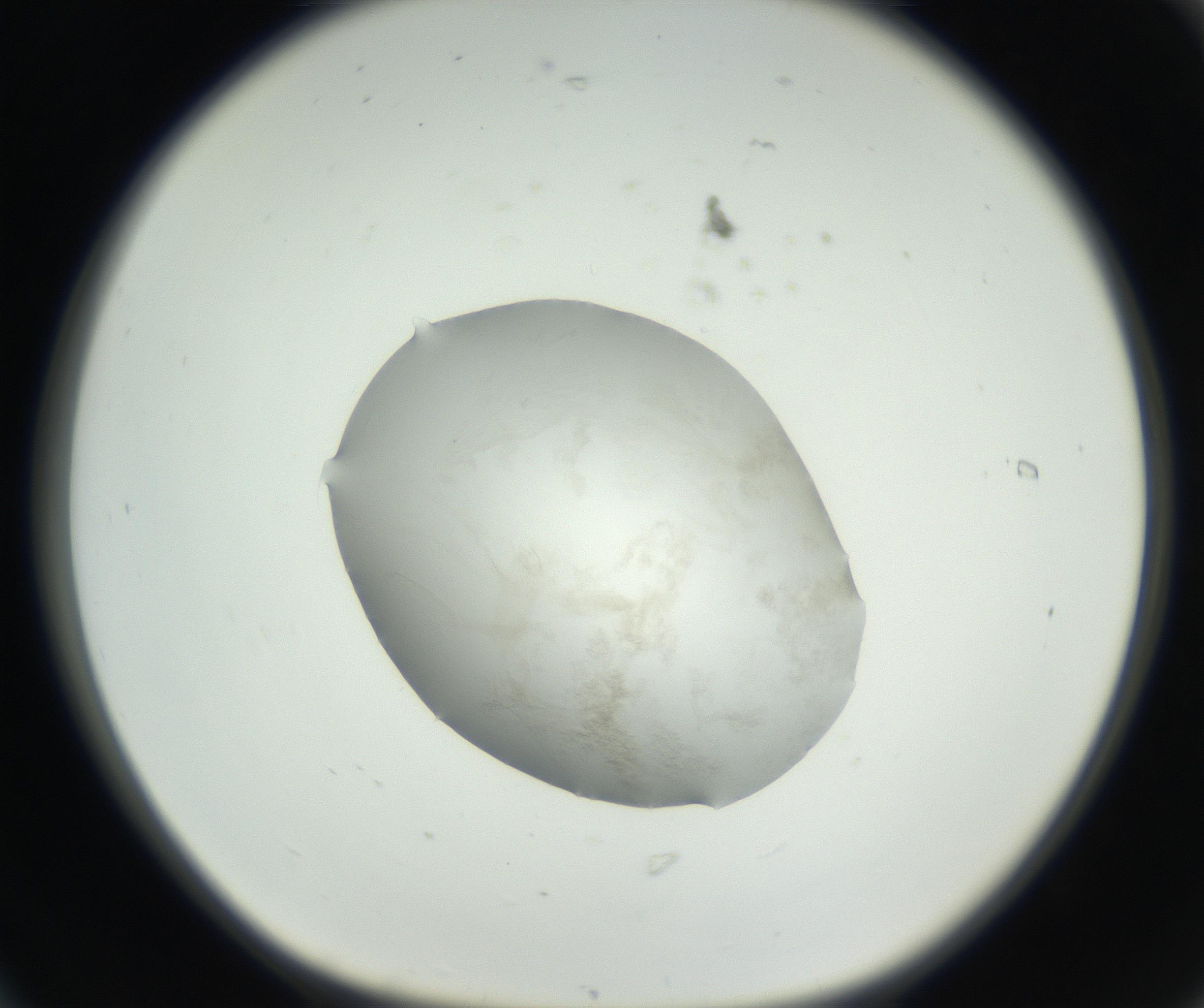 RI01_03_000_0212_Proj1_Clon1_MC_0000MC102636_003_160814_06_01_01_00_99_002_001_RAI.jpg